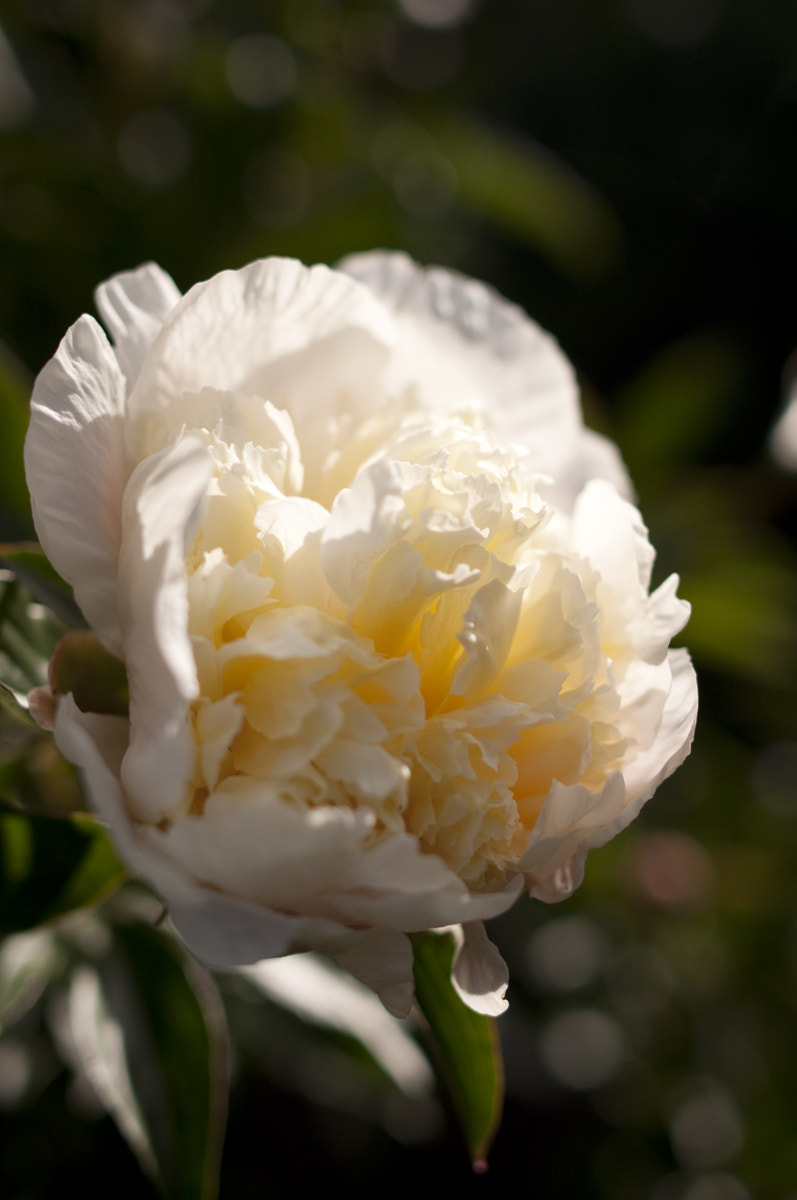 Nikon D90 + Nikon AF-S Nikkor 28mm F1.8G sample photo. Peony bloom photography