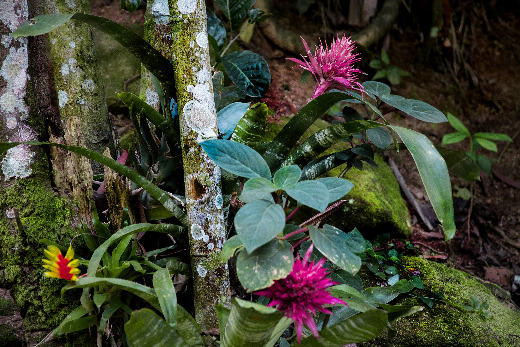 Canon EOS 1100D (EOS Rebel T3 / EOS Kiss X50) sample photo. Gardens of brazil photography
