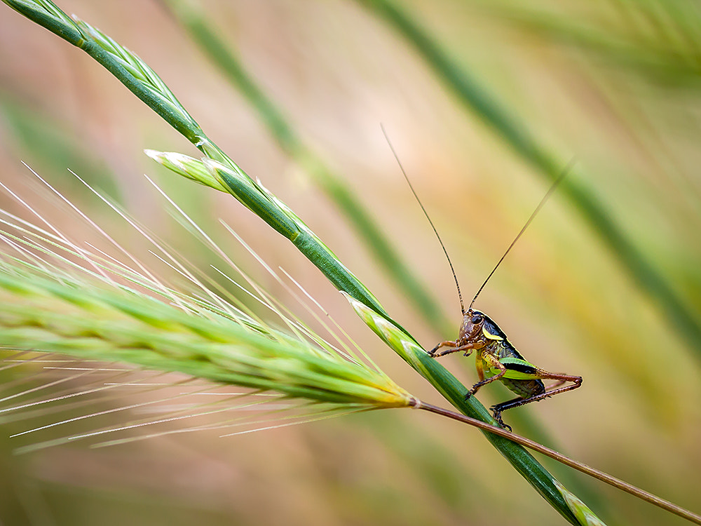 Canon EOS 40D + Canon EF 50mm F2.5 Macro sample photo. Grasshopper photography