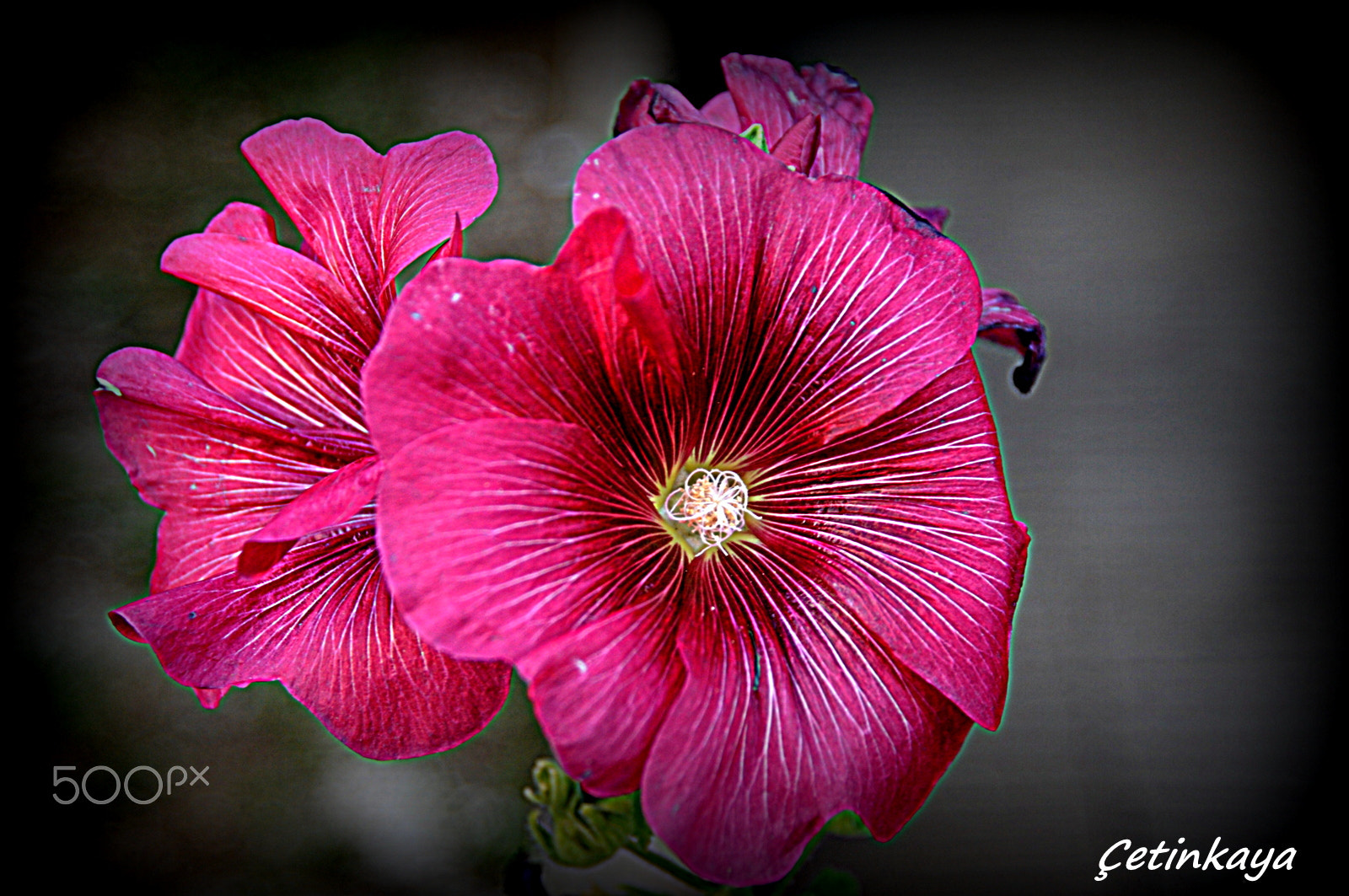 Nikon D300S sample photo. Red photography