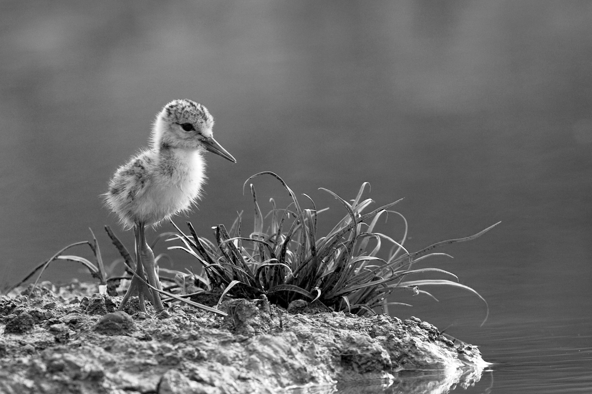 Canon EF 500mm F4L IS USM sample photo. (of ) himantopus himantopus cavaliere d'italia photography
