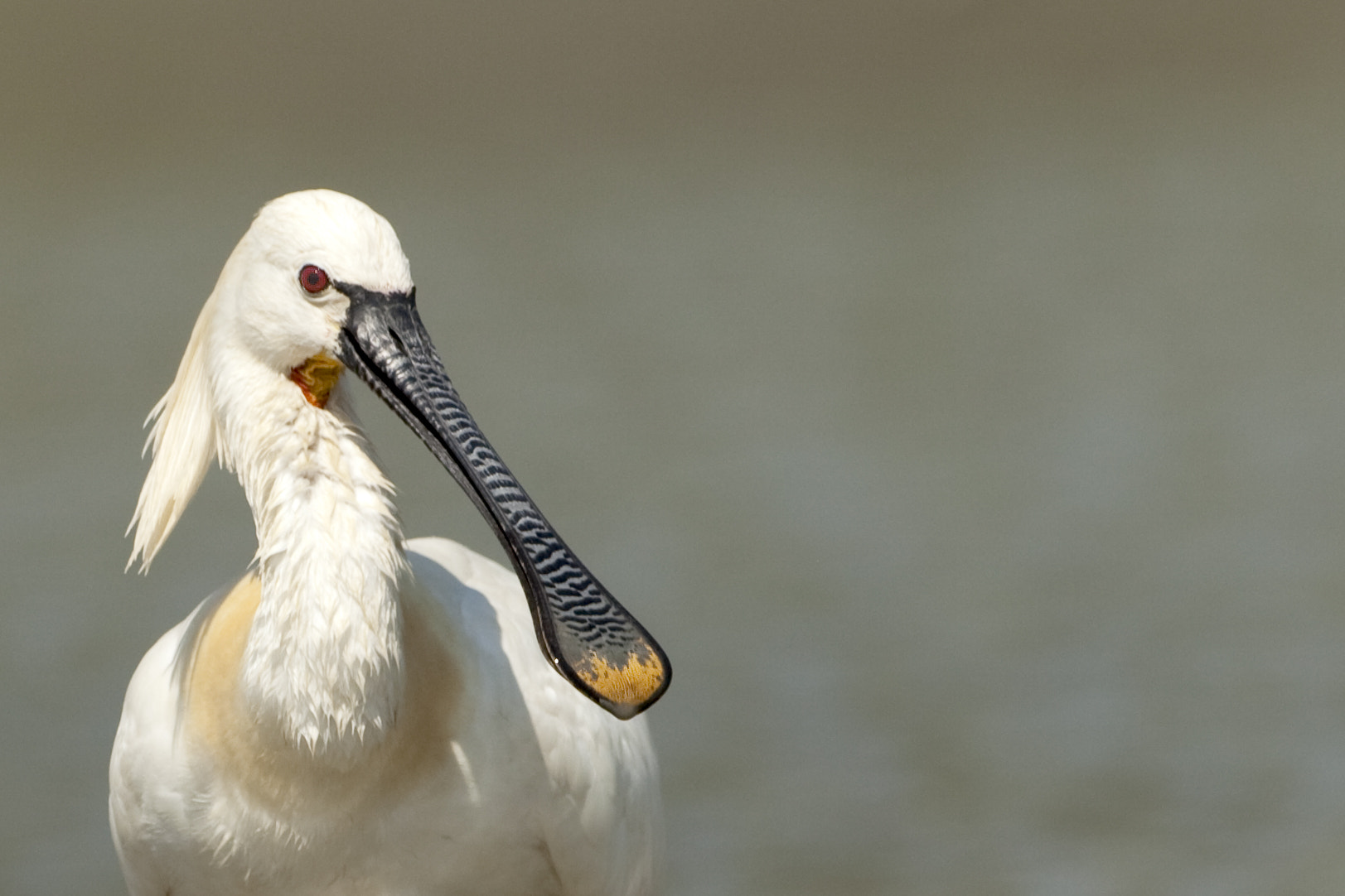 Canon EF 500mm F4L IS USM sample photo. Colhereiro photography
