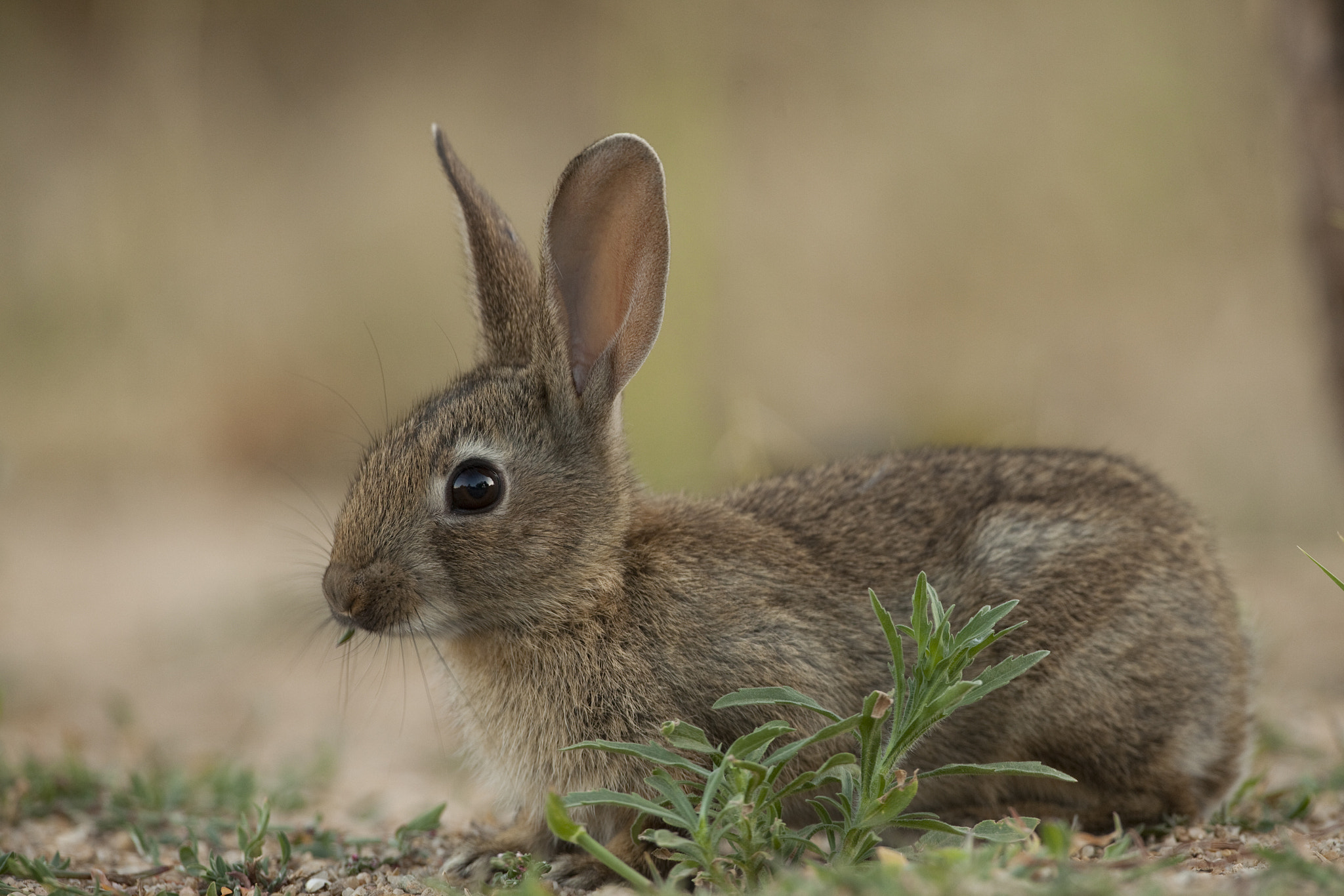 Canon EF 500mm F4L IS USM sample photo. Rabbit photography