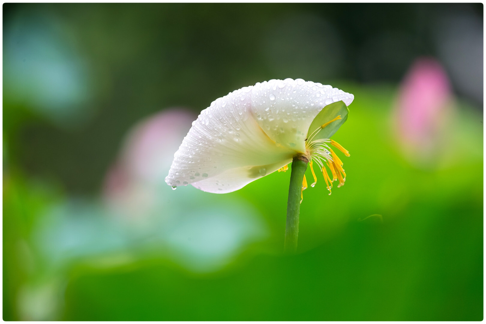 Canon EF 70-200mm F2.8L IS II USM sample photo. Lotus photography