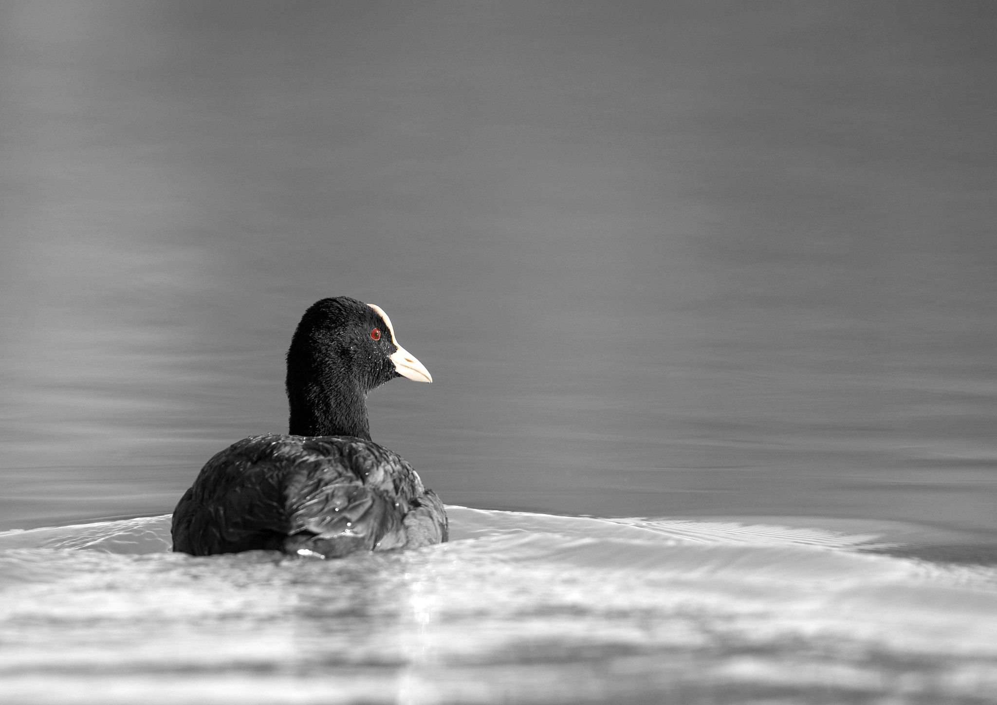 Canon EF 500mm F4L IS USM sample photo. (of ) galeirao photography