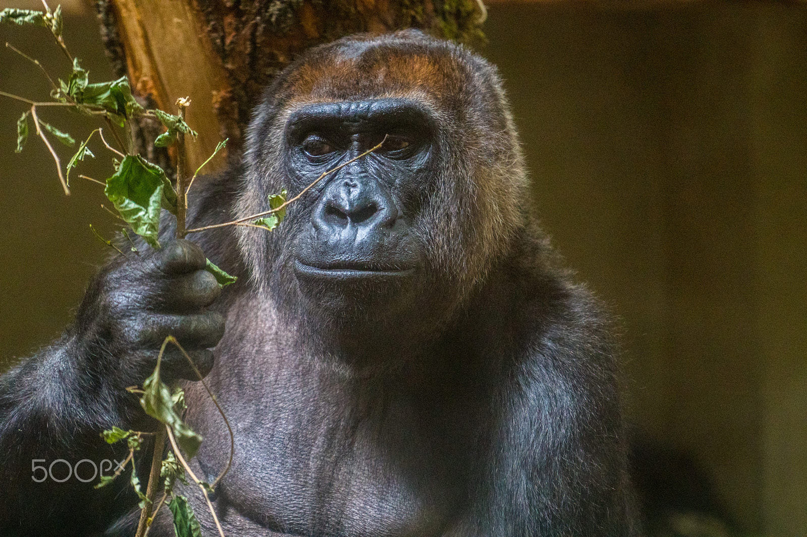 Sony a6300 + Sony FE 70-200mm F4 G OSS sample photo. Gorilla photography