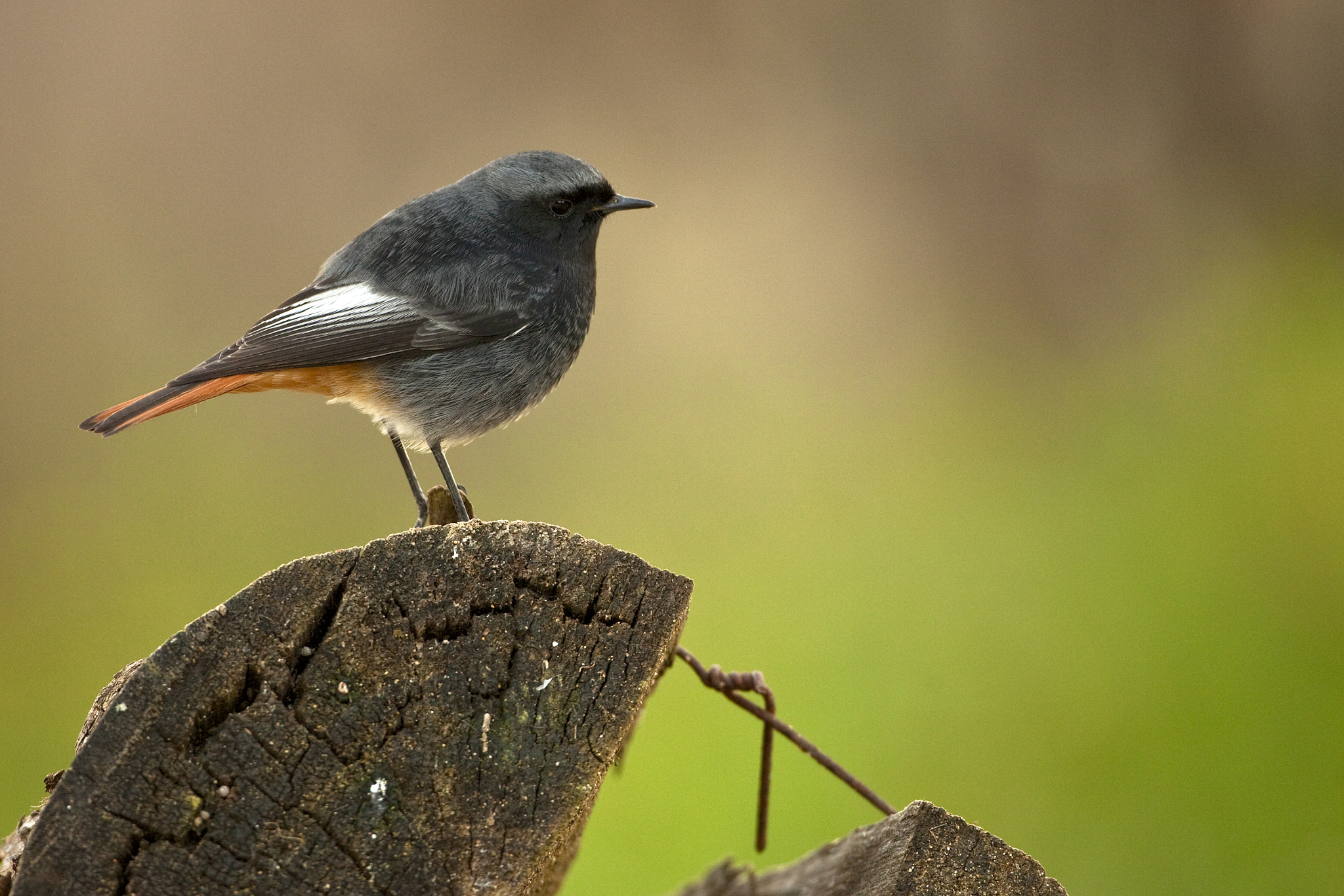 Canon EF 500mm F4L IS USM sample photo. (of ) phoenicurus ochruros codirosso spazzacamino photography
