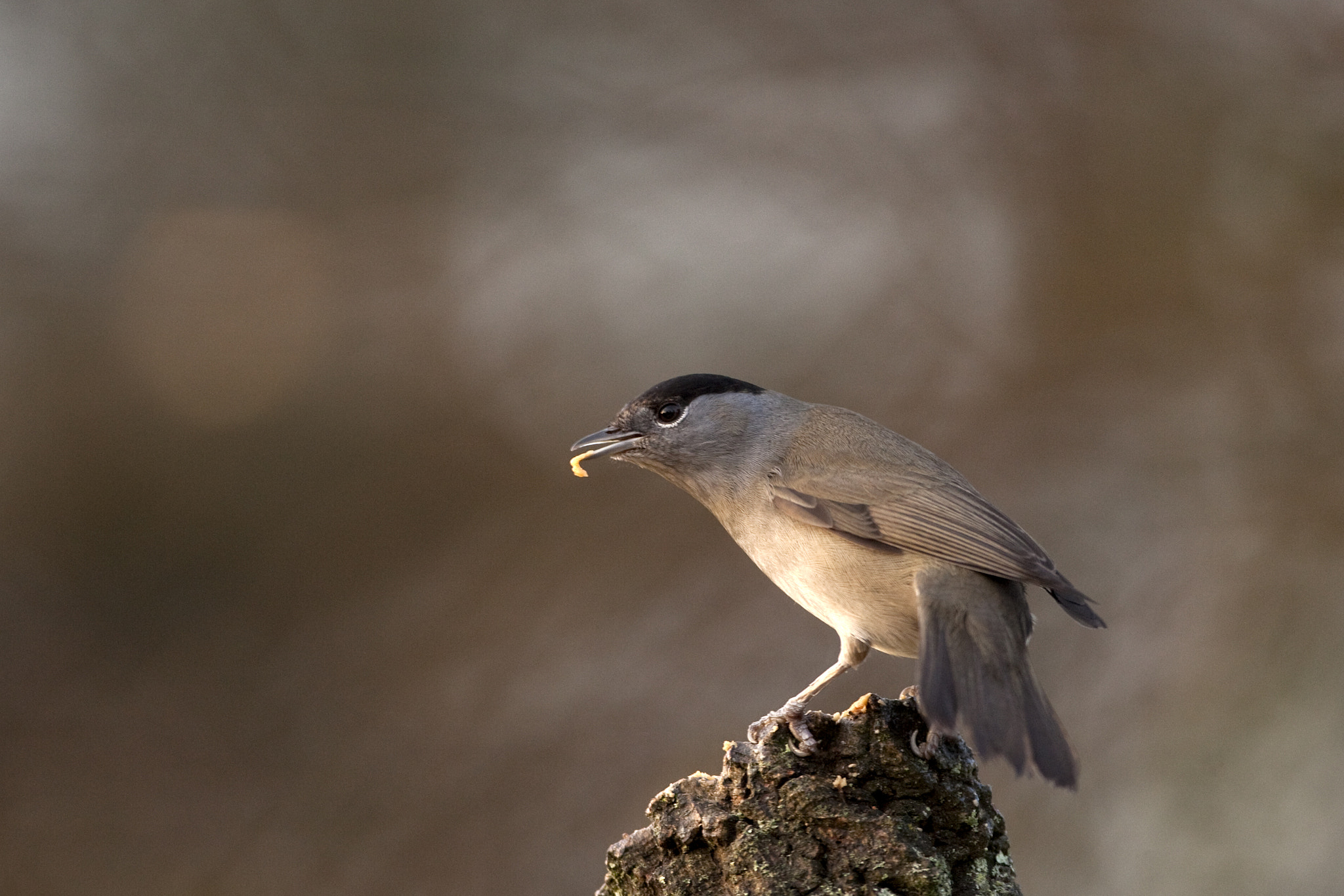 Canon EF 500mm F4L IS USM sample photo. (of ) sylvia atricapilla capinera photography