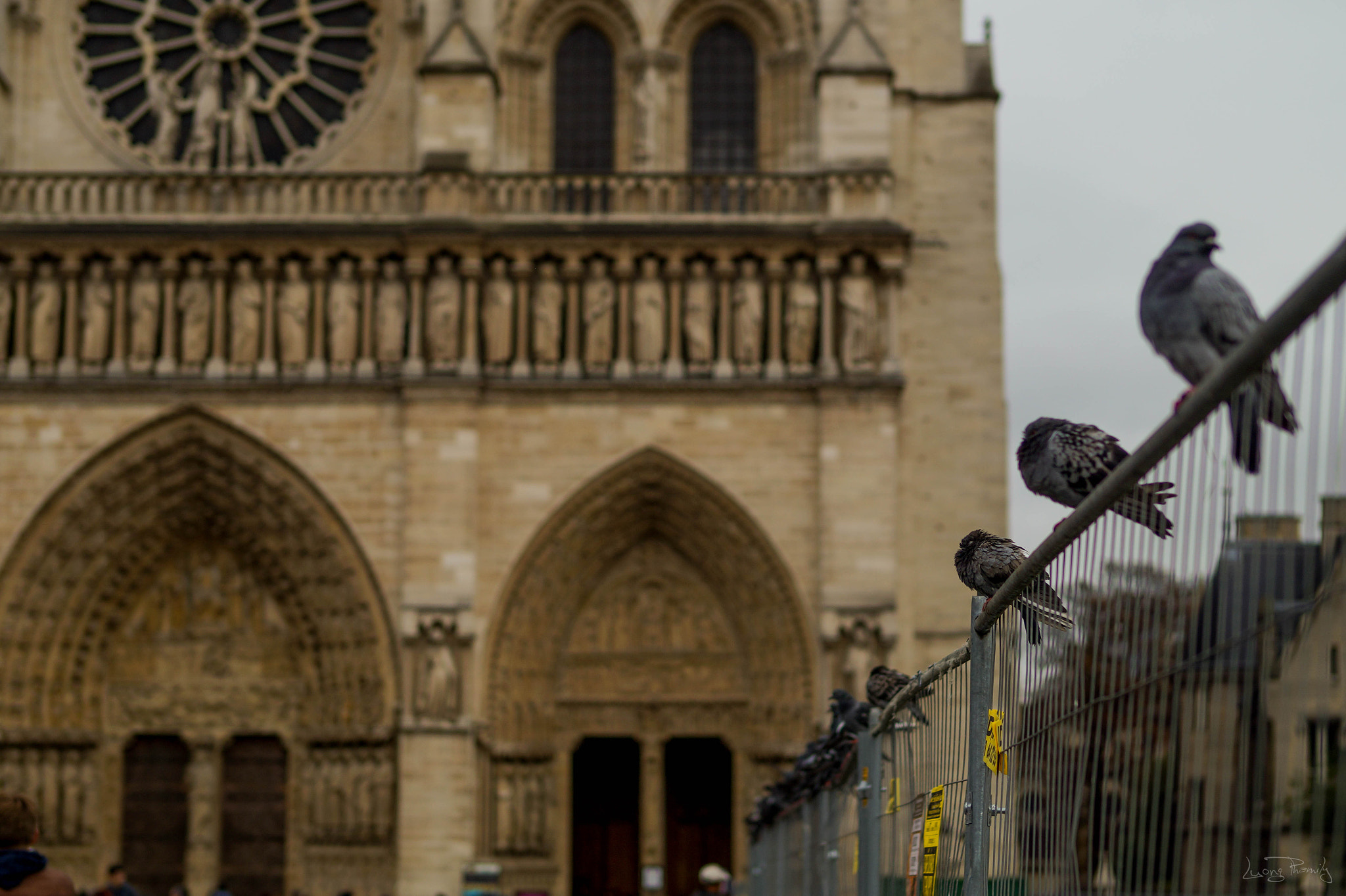 Sony Planar T* 50mm F1.4 ZA SSM sample photo. Pigeons @ notre dame de paris photography