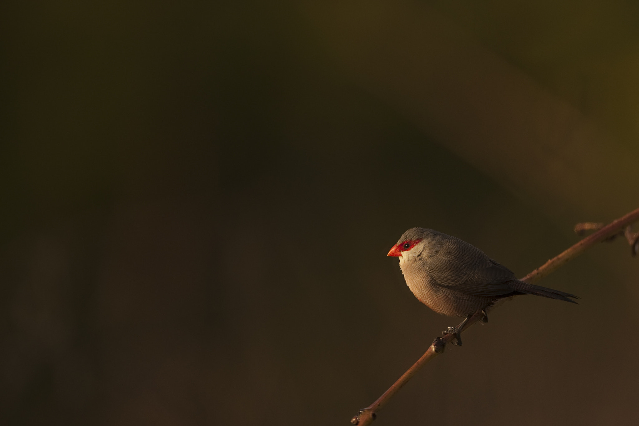 Canon EF 500mm F4L IS USM sample photo. (of ) estrilda astrild photography
