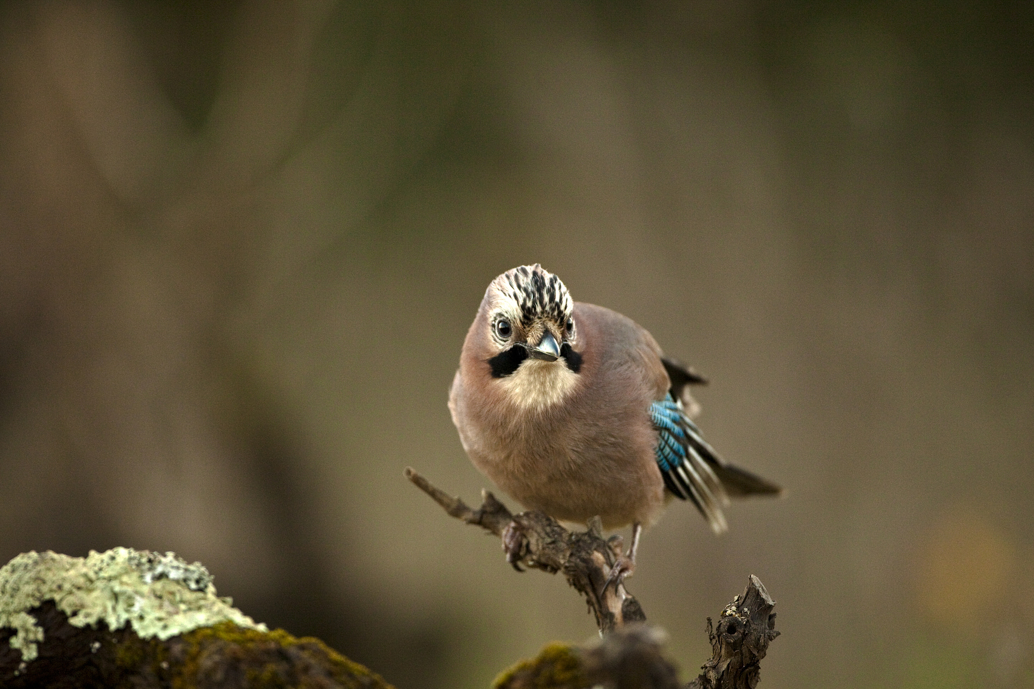 Canon EF 500mm F4L IS USM sample photo. (of ) ghiandaia photography