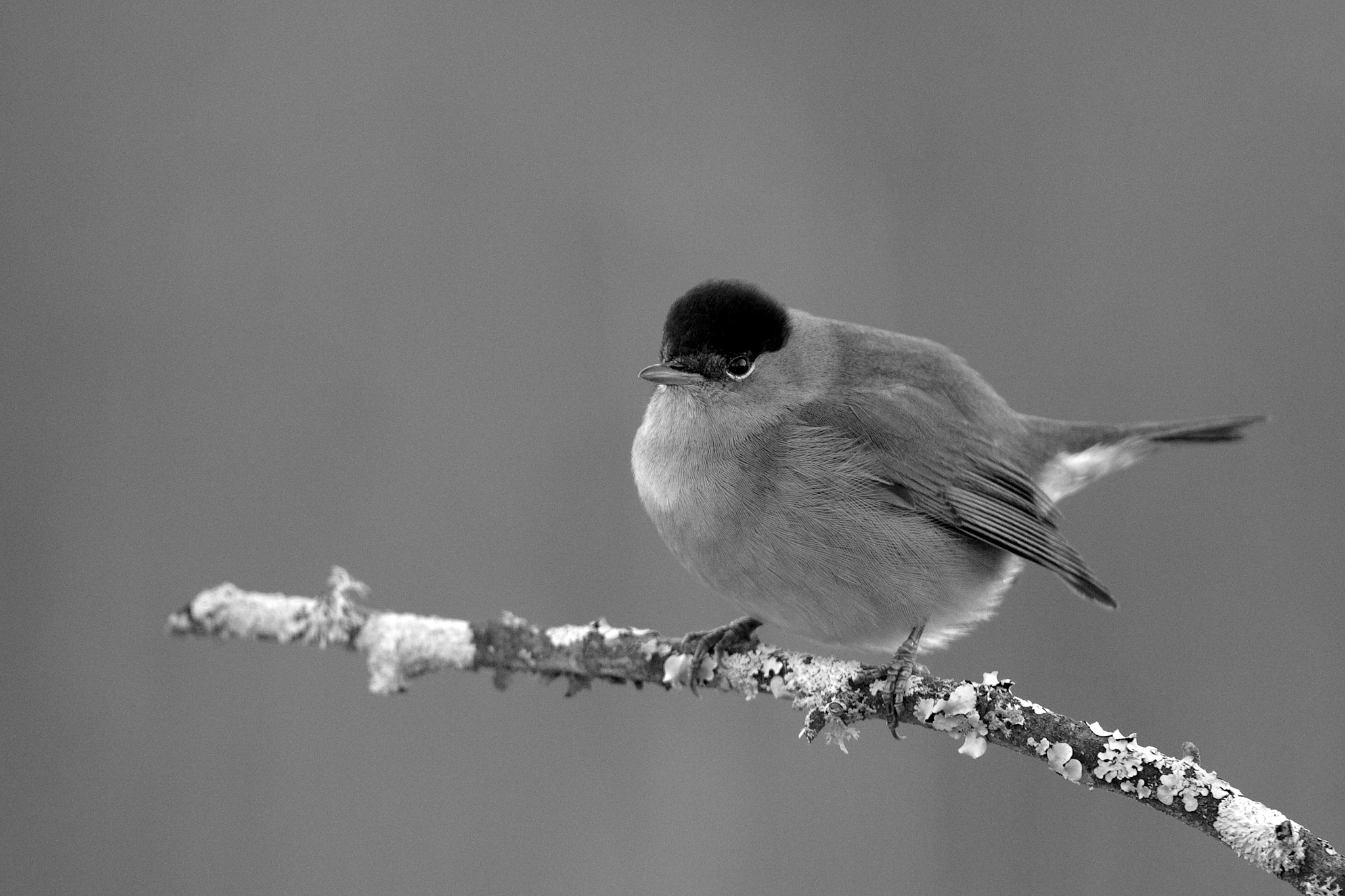 Canon EF 500mm F4L IS USM sample photo. (of ) capinera photography
