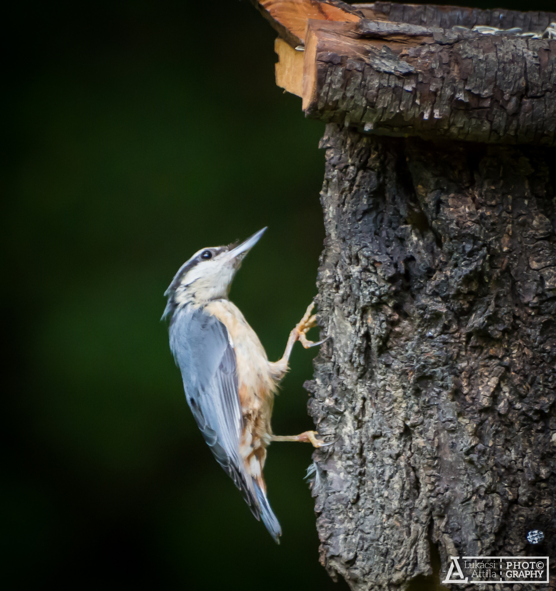 Olympus Zuiko Digital ED 70-300mm F4.0-5.6 sample photo. Eurasian nuthatch photography