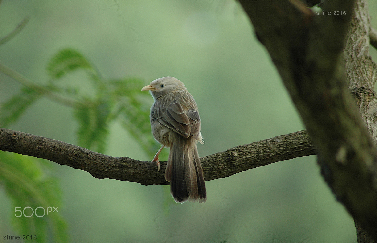 Nikon AF Nikkor 70-300mm F4-5.6G sample photo. Yellow billed babbler photography