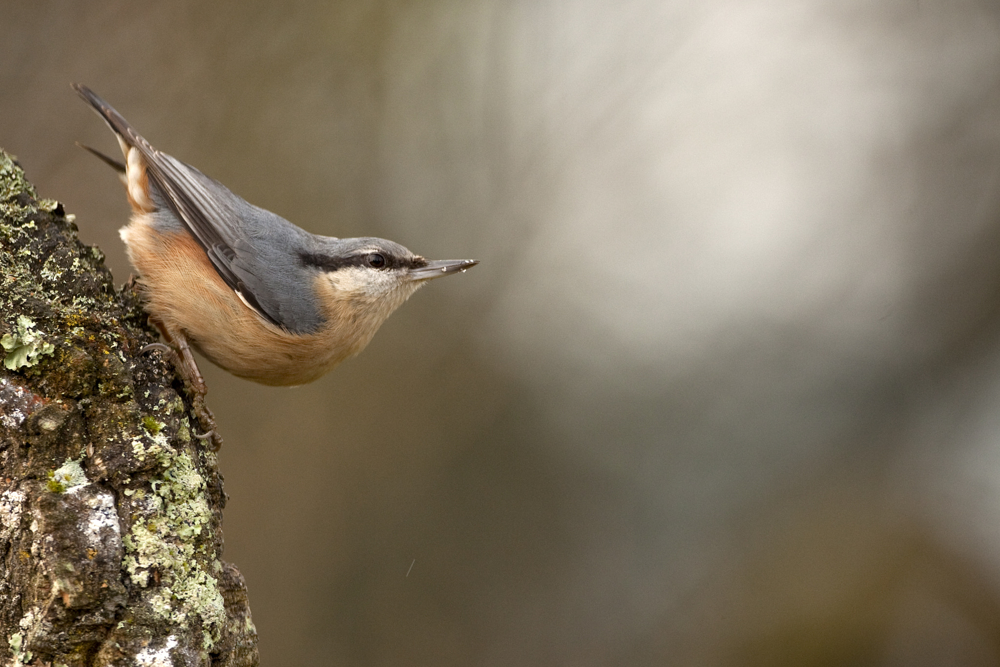 Canon EF 500mm F4L IS USM sample photo. (of ) sitta europaea picchio muratore photography