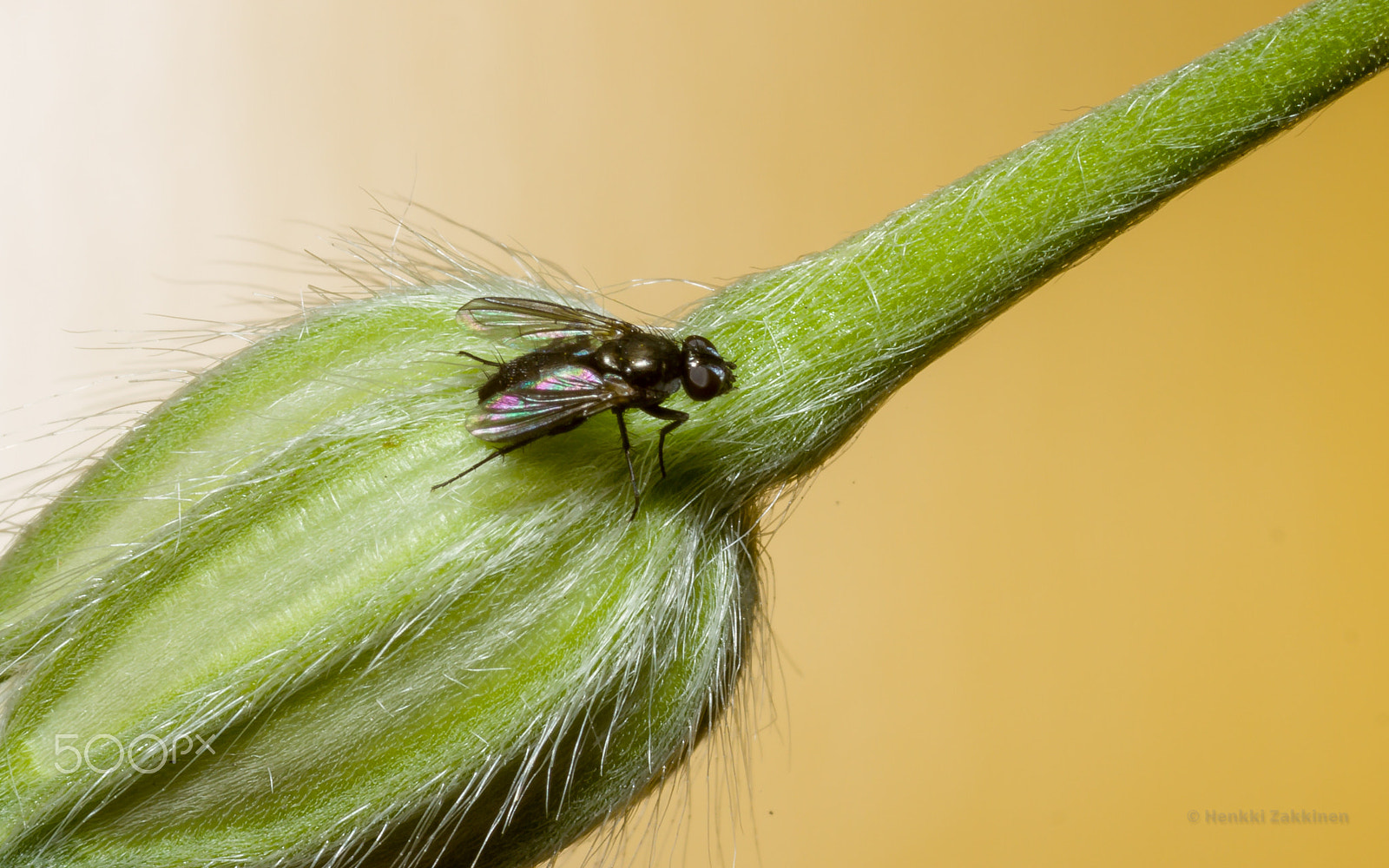 Canon EOS 7D + Sigma 105mm F2.8 EX DG Macro sample photo. Kleine schwarze photography