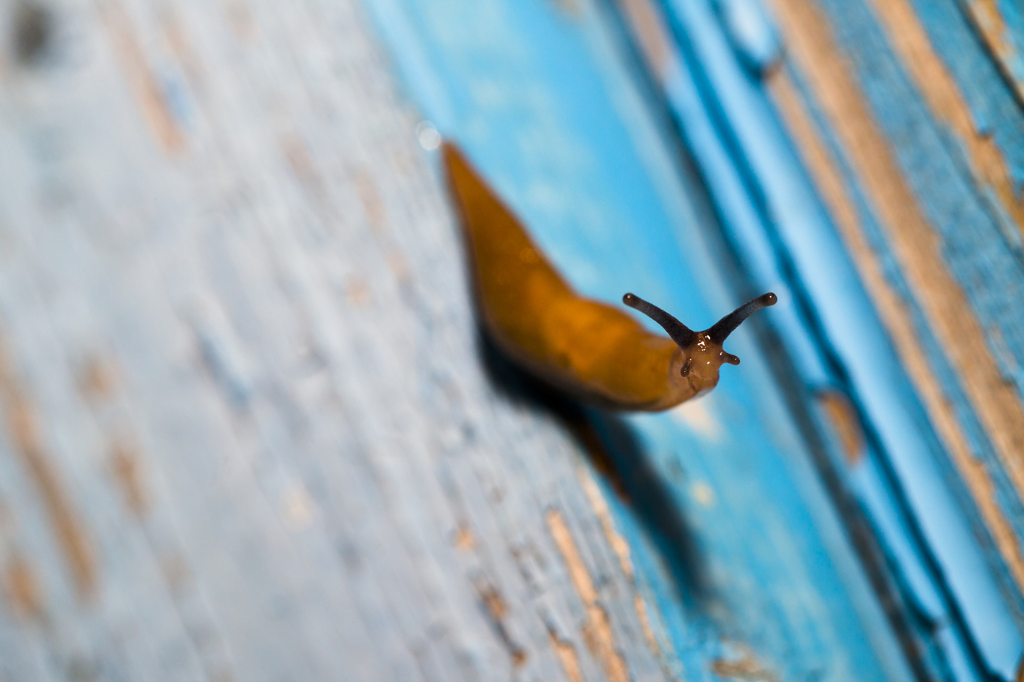 Canon EOS-1D Mark IV sample photo. Curious snail, snail or lost house photography