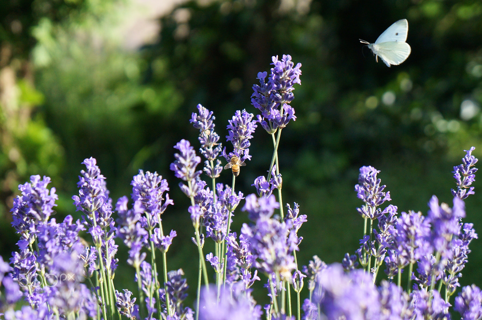 Sony E 18-55mm F3.5-5.6 OSS sample photo. Butterfly and bee photography
