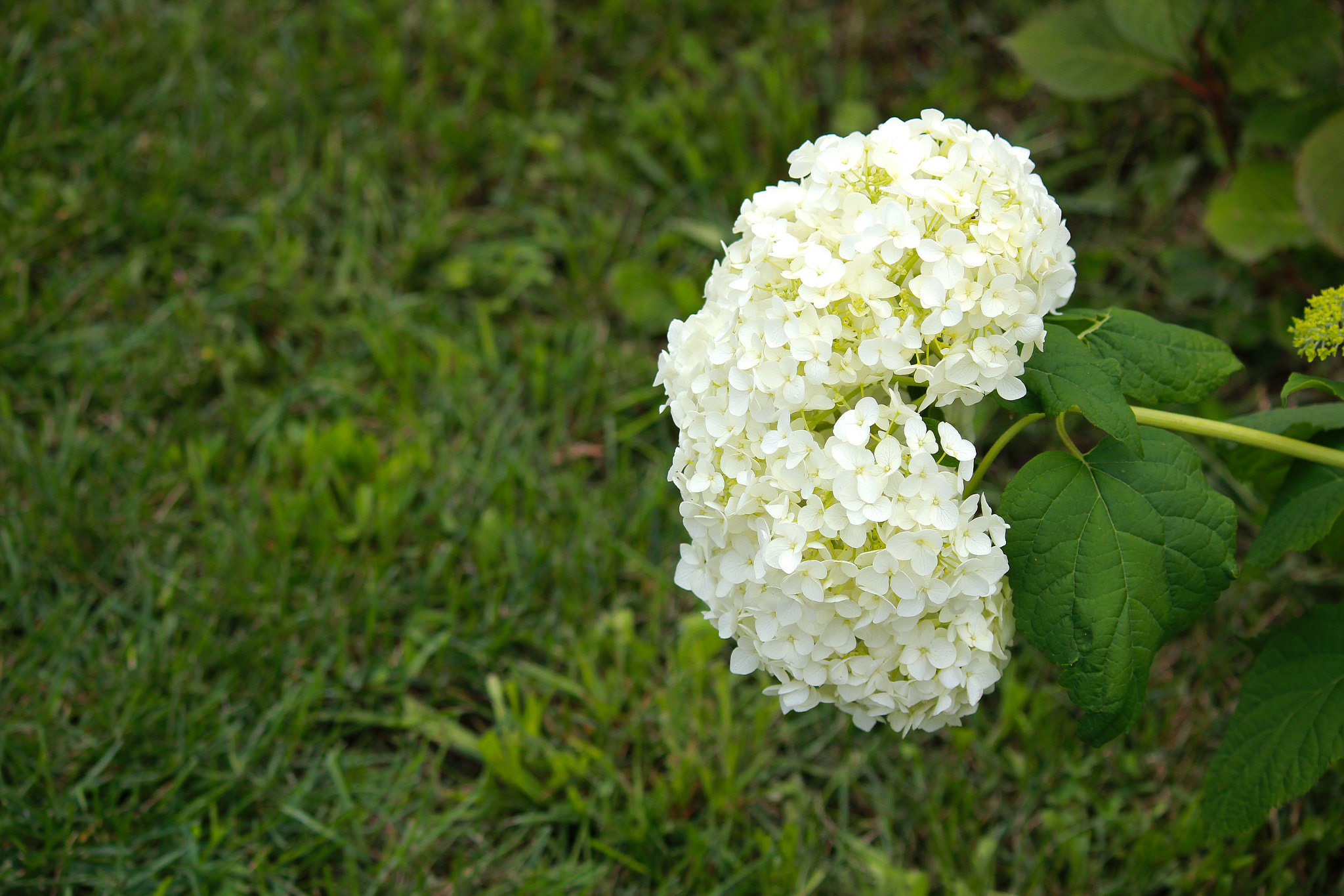 Canon EOS 550D (EOS Rebel T2i / EOS Kiss X4) sample photo. *** photography