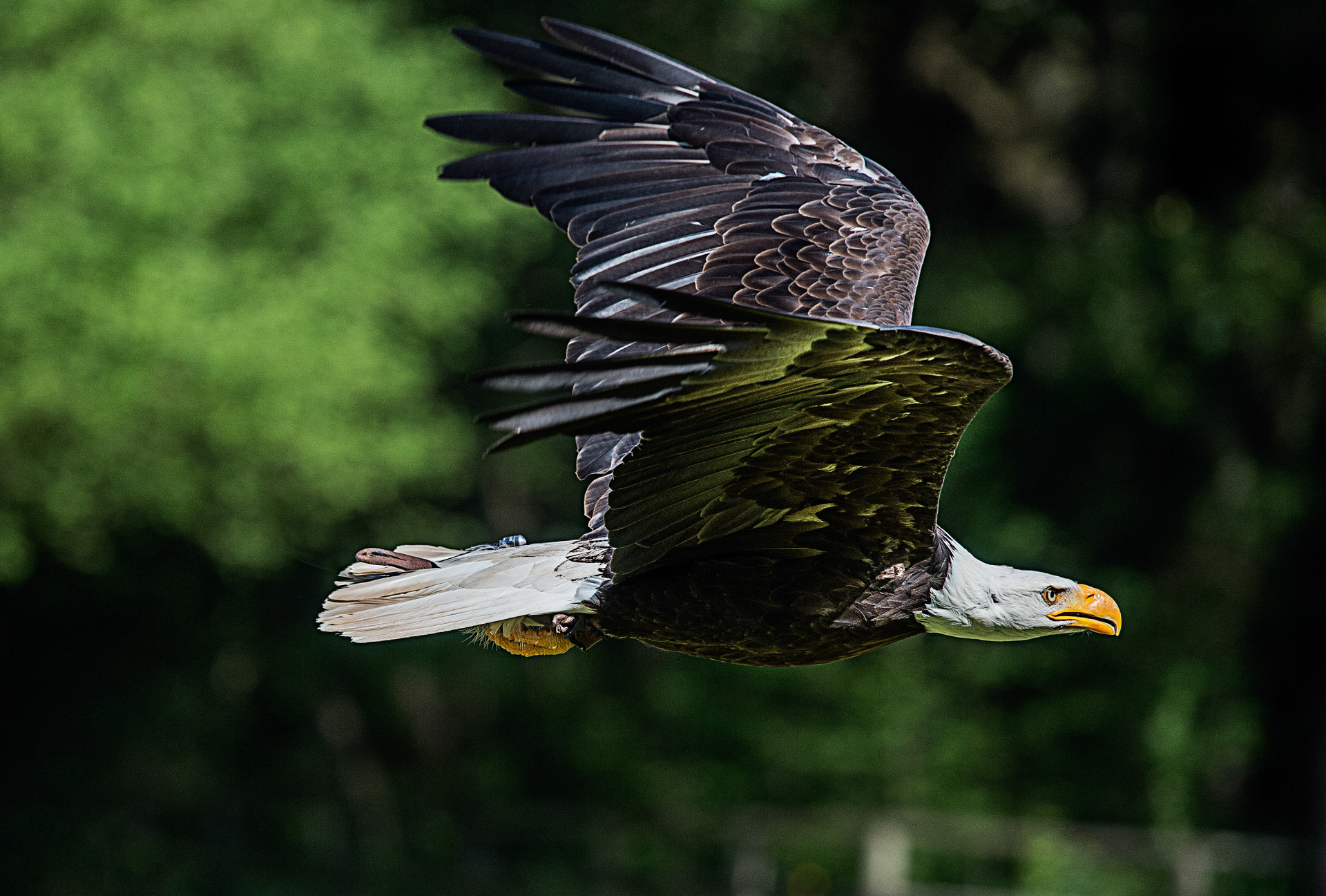 Nikon Nikkor AF-S 300mm F4E PF ED VR sample photo. Vol de jour photography