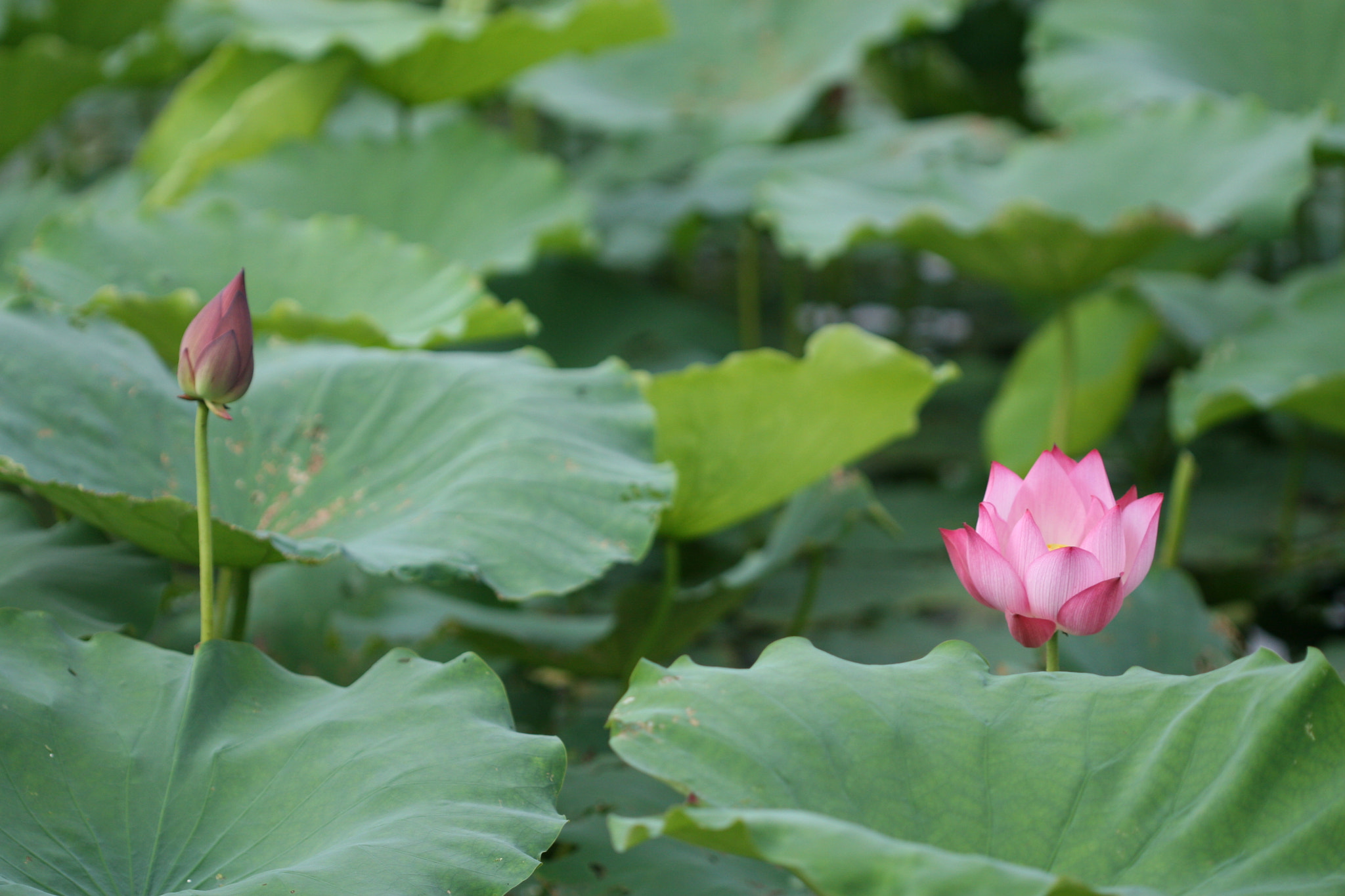 Canon EOS 30D + Canon EF 100mm F2.8 Macro USM sample photo. Lotus photography