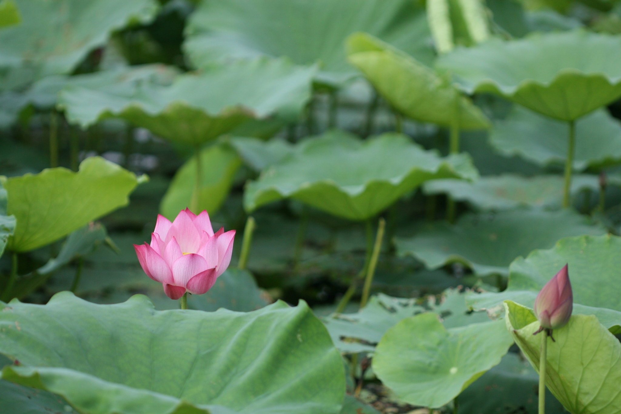 Canon EOS 30D + Canon EF 100mm F2.8 Macro USM sample photo. Lotus photography