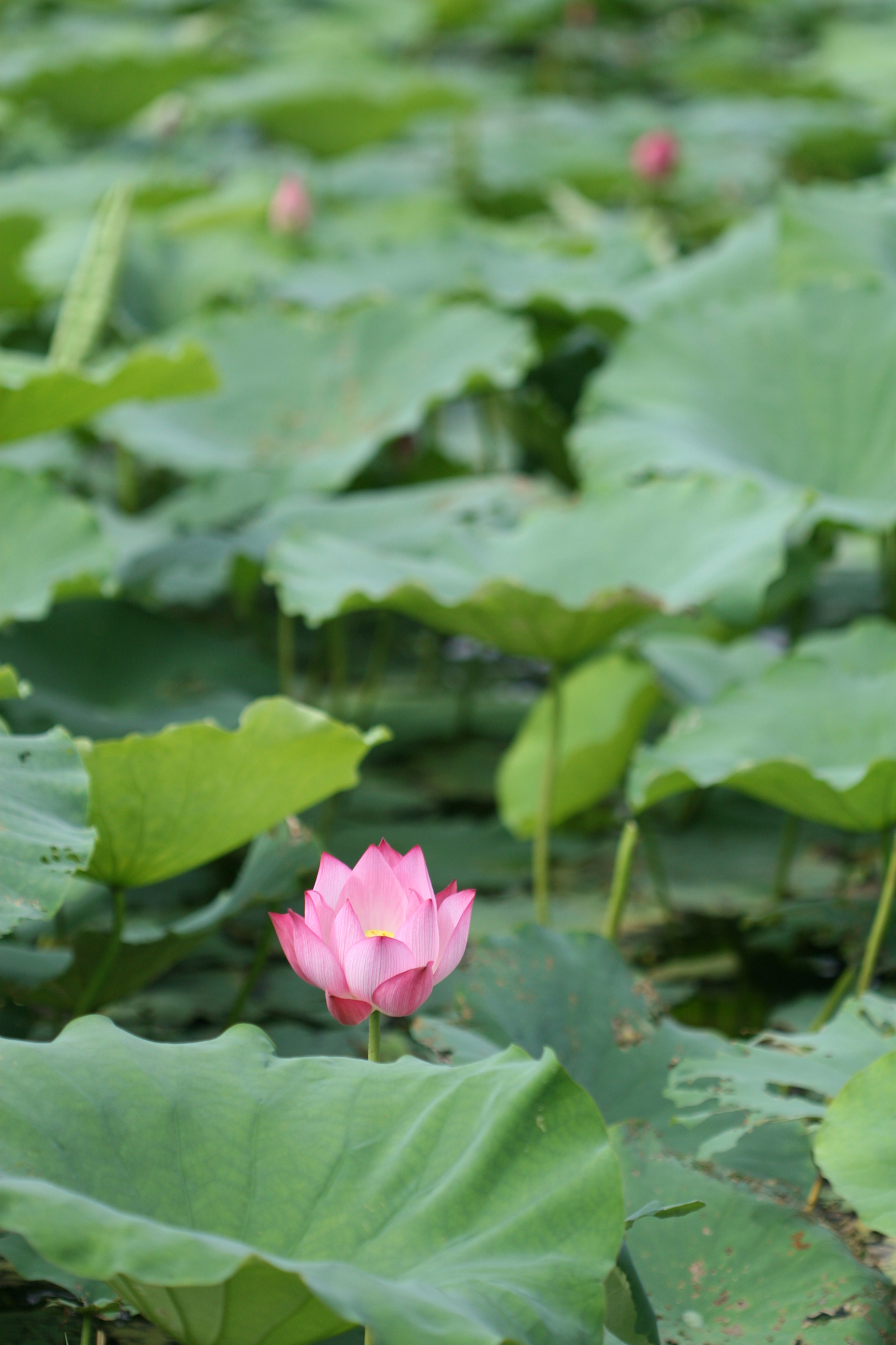 Canon EOS 30D + Canon EF 100mm F2.8 Macro USM sample photo. Lotus photography