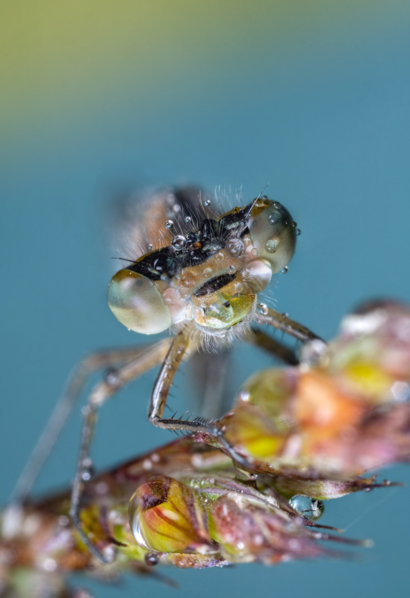 Canon MP-E 65mm F2.5 1-5x Macro Photo sample photo. Warm me up sunshine photography