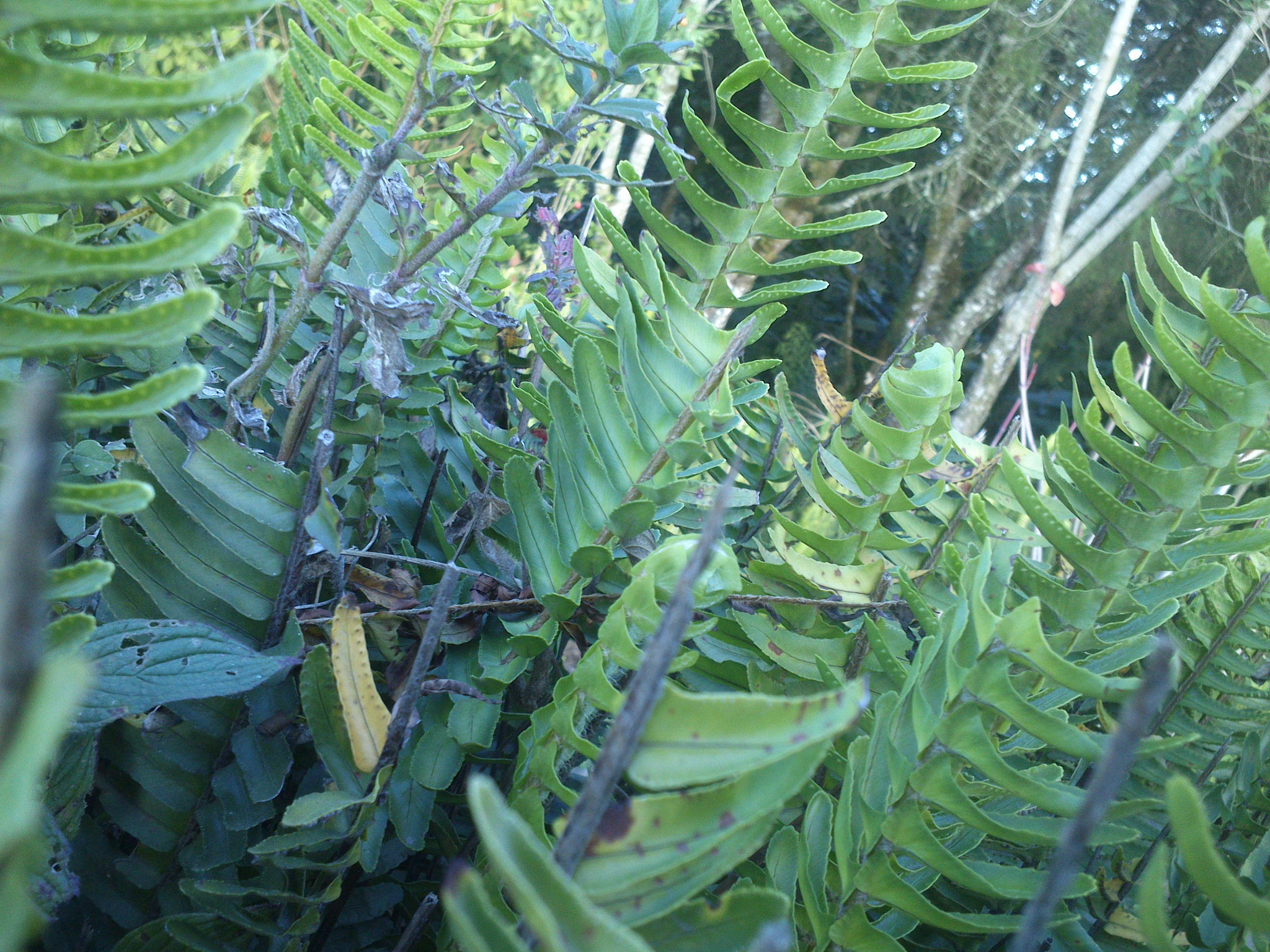 Sony Xperia U sample photo. Entre hojas verdes photography