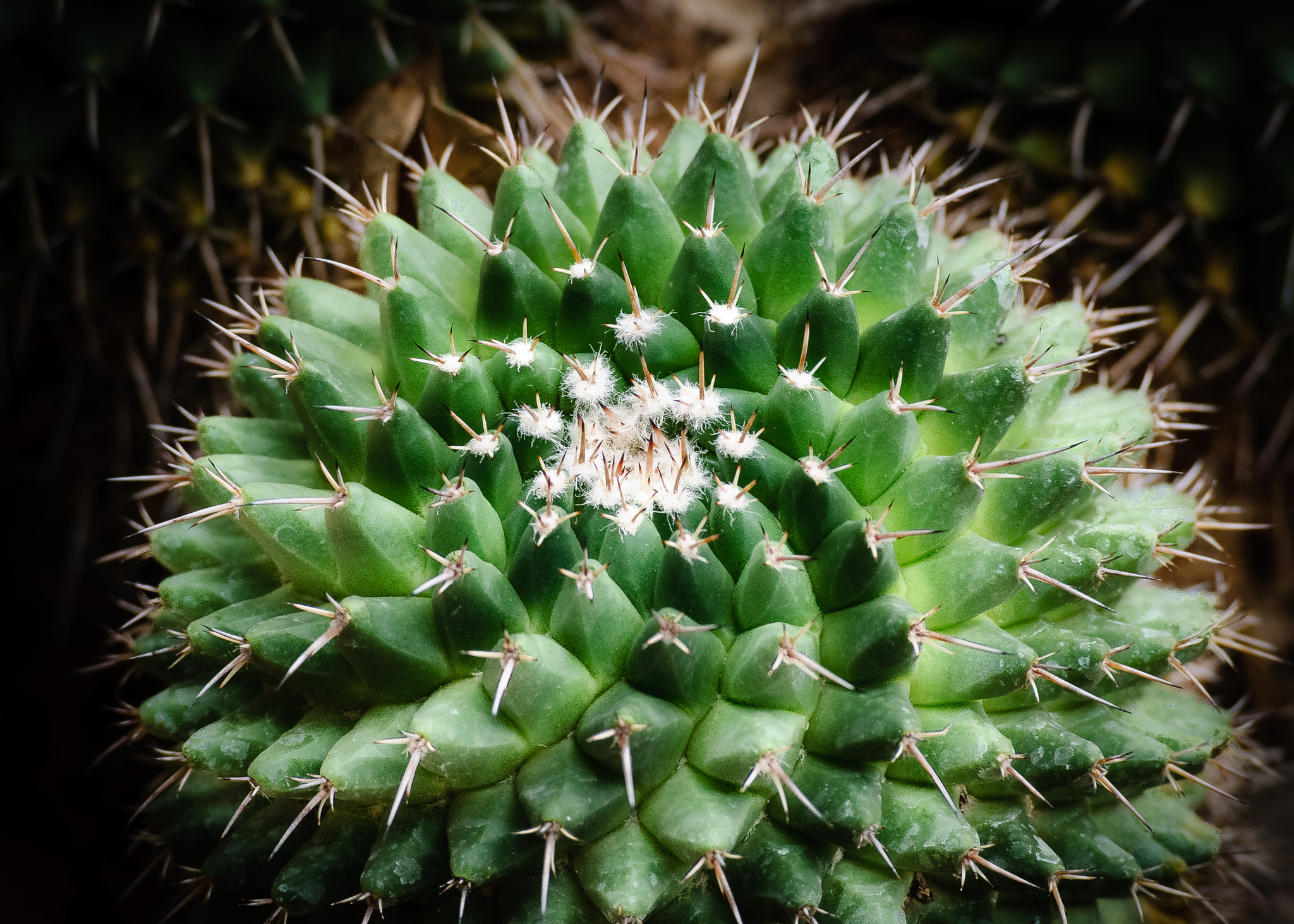 Nikon D40X sample photo. Spiral- a cactus photography