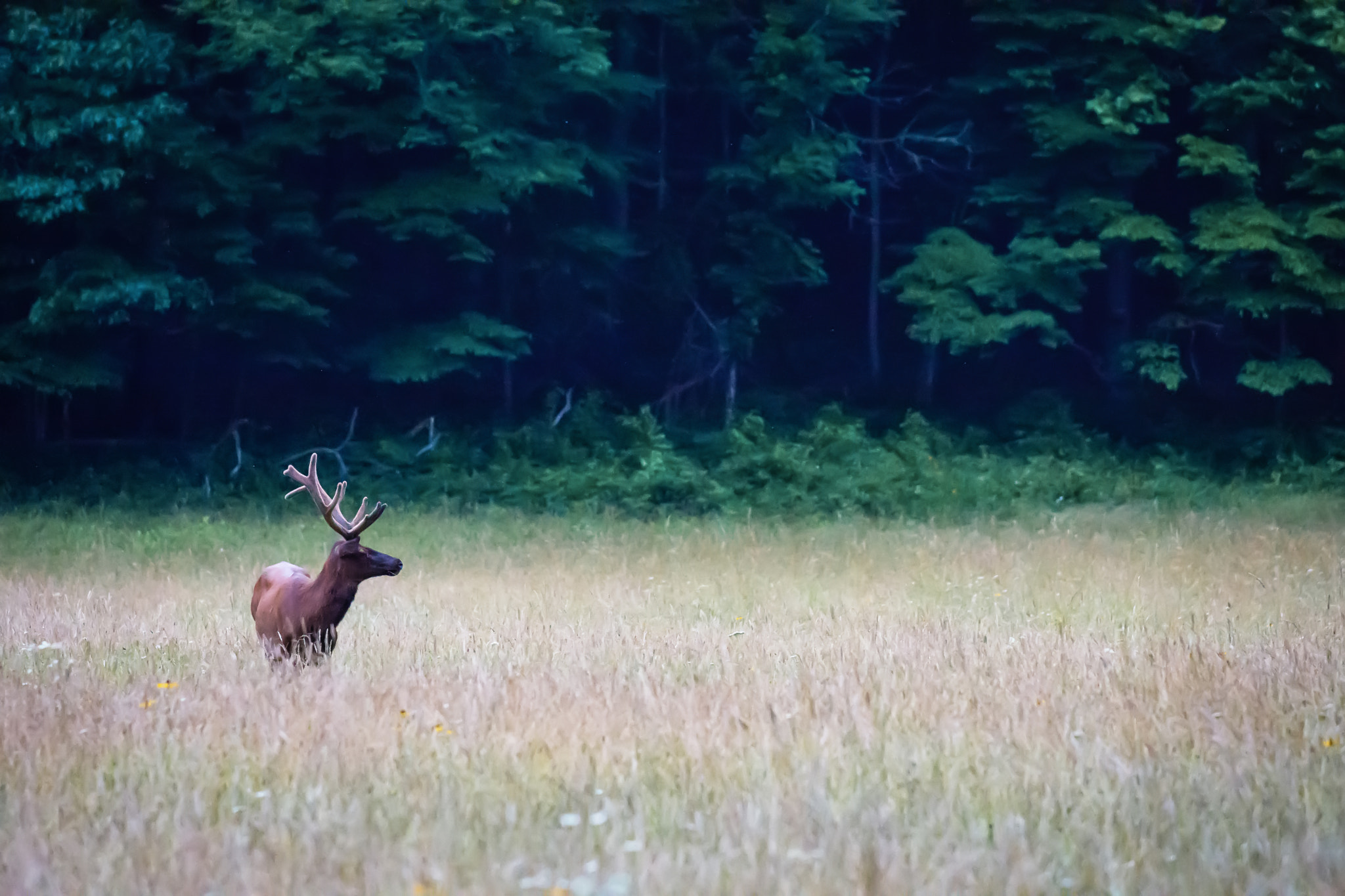Nikon AF-S Nikkor 70-200mm F4G ED VR sample photo. Great smoky elk photography