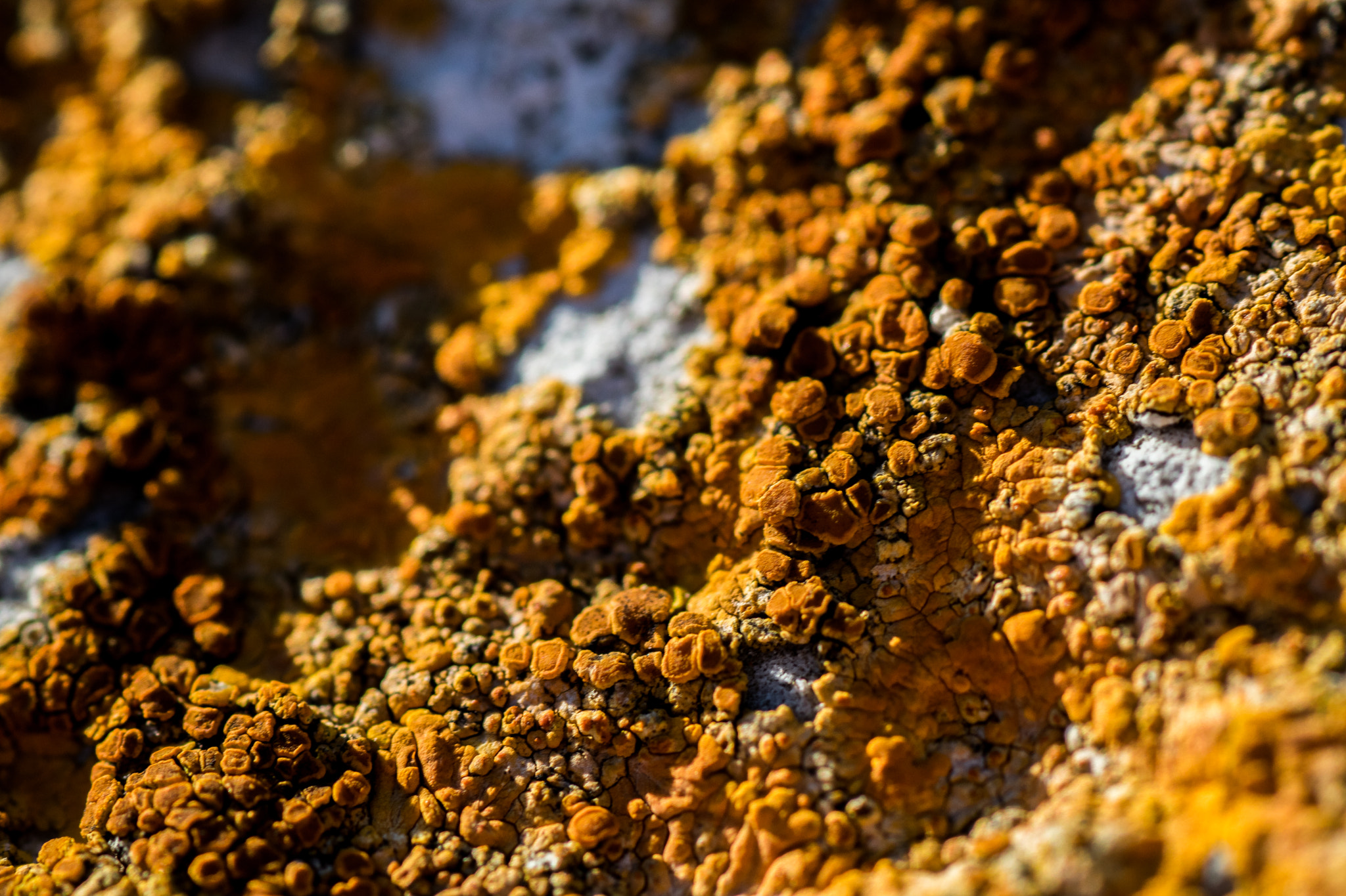 Tamron SP AF 90mm F2.8 Di Macro sample photo. Strange porous moss... photography