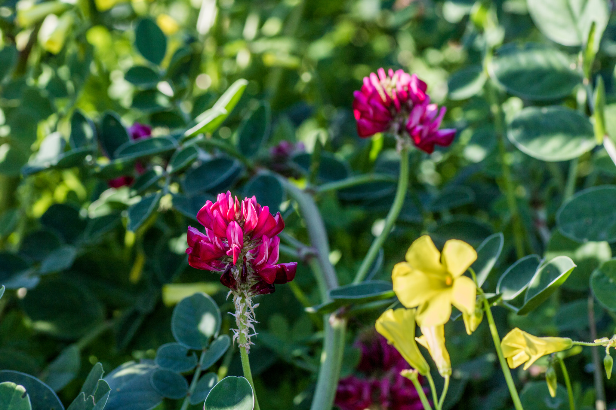 Tamron SP AF 90mm F2.8 Di Macro sample photo. Yellow flower...purple flower... photography