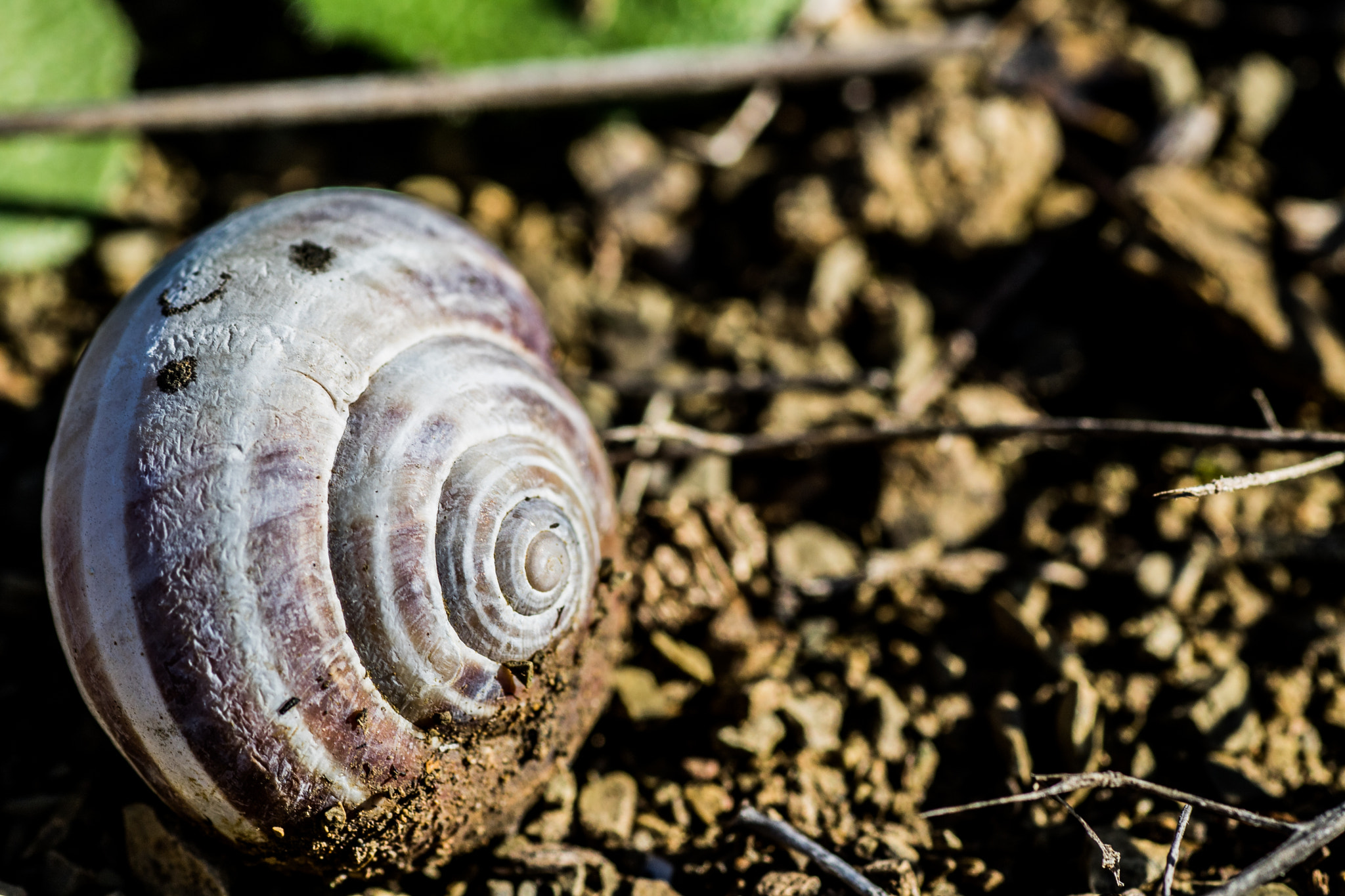 Canon EOS 760D (EOS Rebel T6s / EOS 8000D) + Tamron SP AF 90mm F2.8 Di Macro sample photo. Snail shell... photography