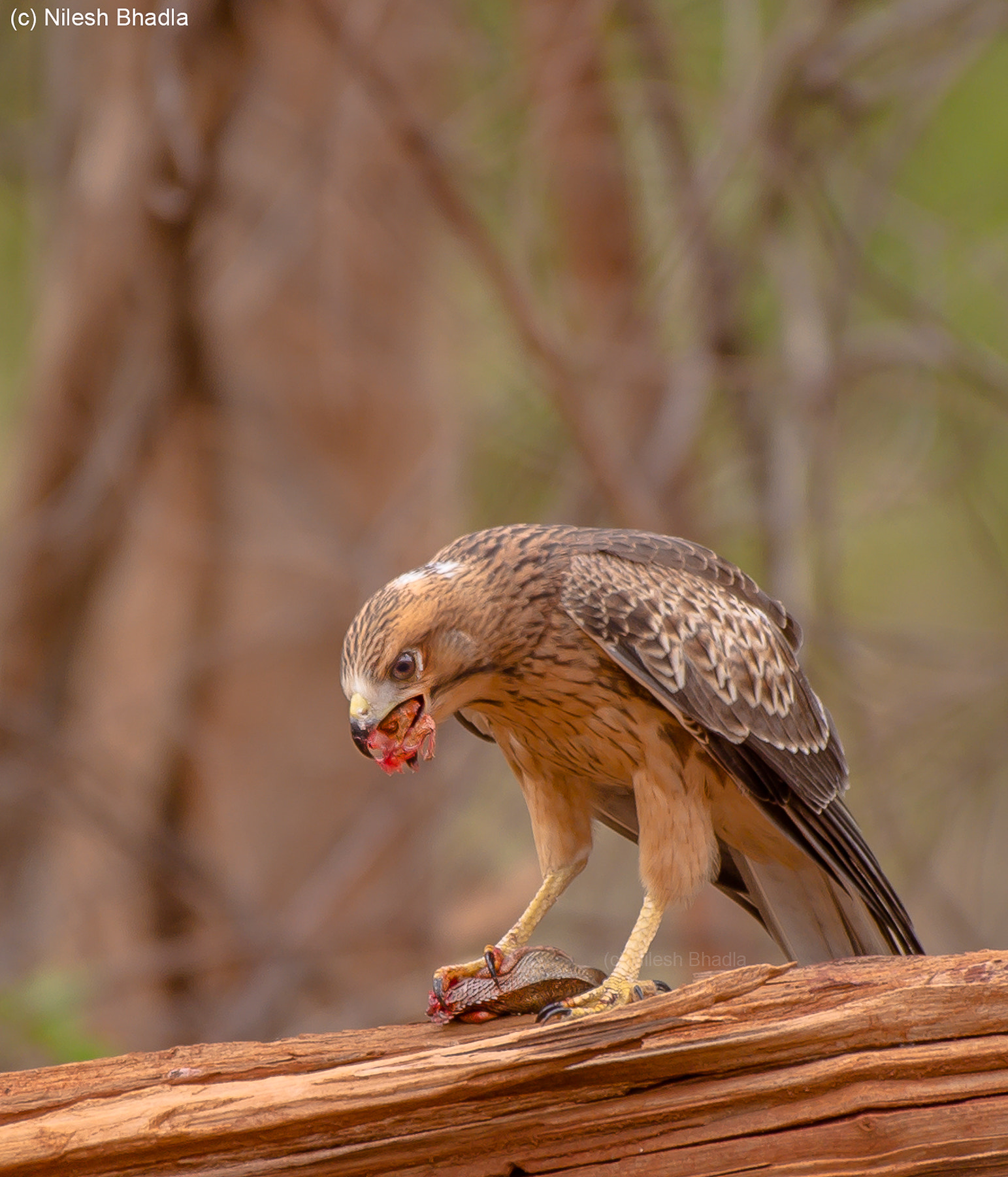 Nikon AF-S Nikkor 200-500mm F5.6E ED VR sample photo