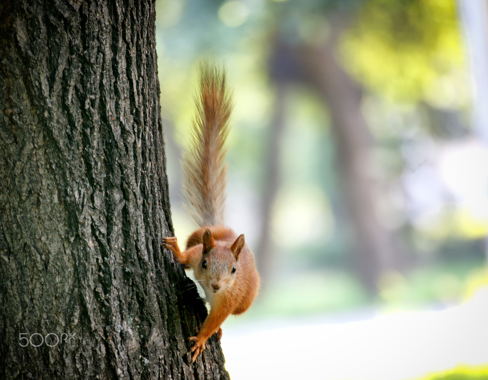 Tamron SP 35mm F1.8 Di VC USD sample photo. Squirrel on the tree photography