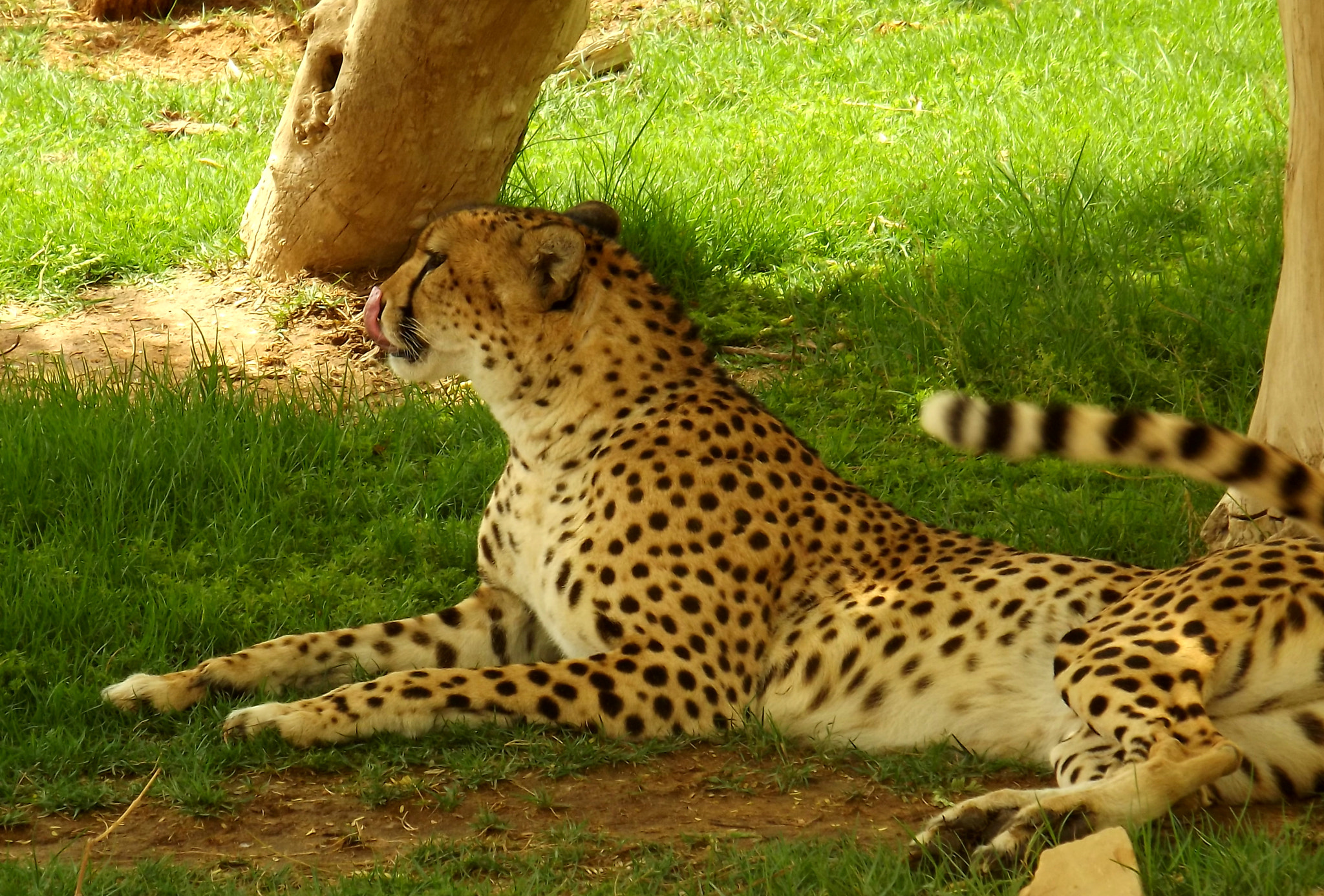 Fujifilm FinePix S3400 sample photo. Leopard photography