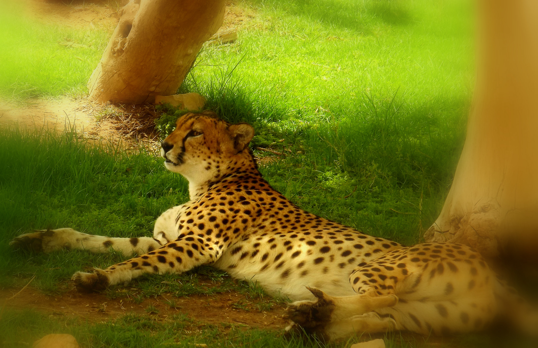 Fujifilm FinePix S3400 sample photo. Leopard photography