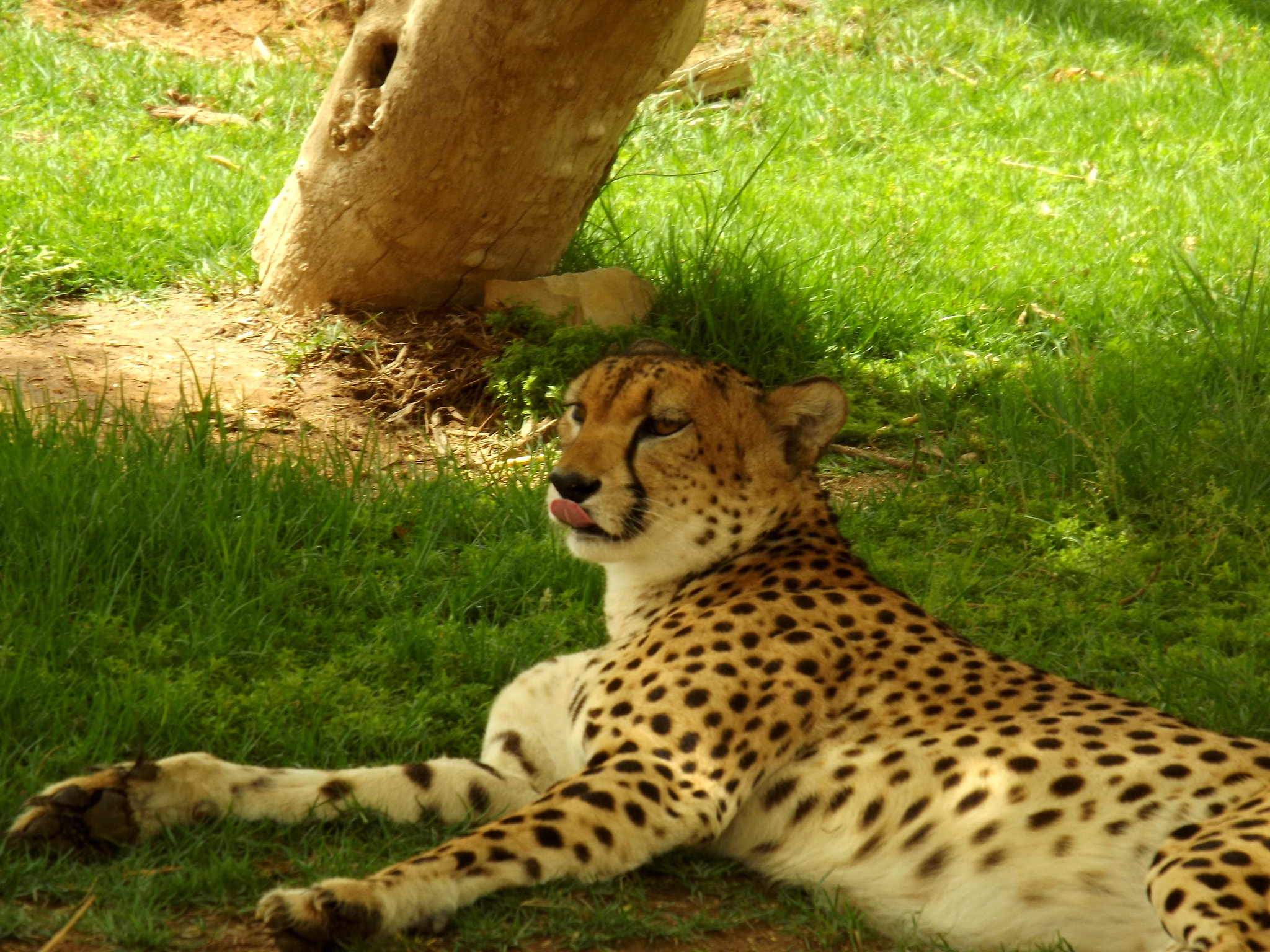 Fujifilm FinePix S3400 sample photo. Leopard photography