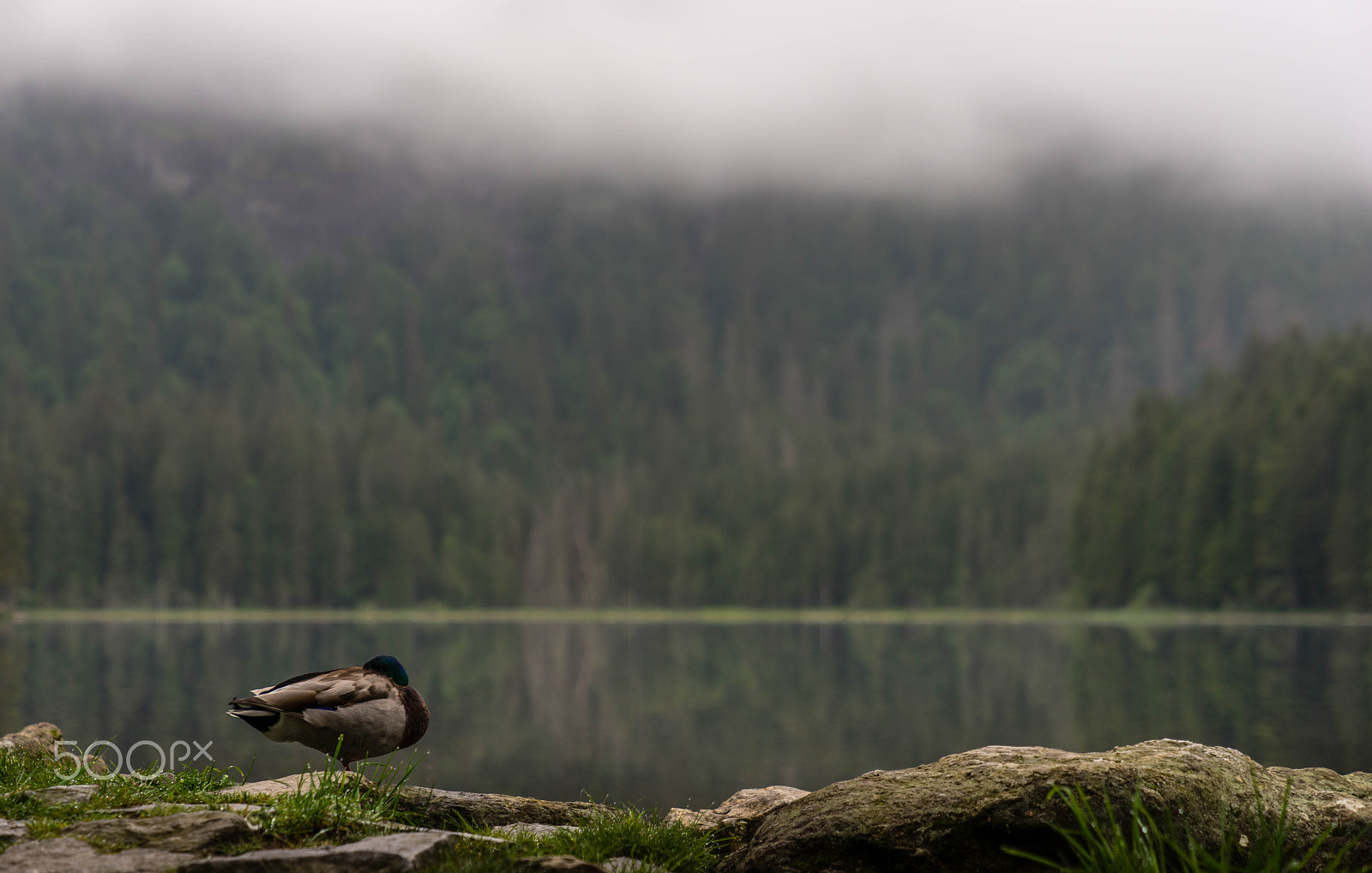 Sony FE 24-70mm F2.8 GM sample photo. Disturbed duck at a mountain lake photography