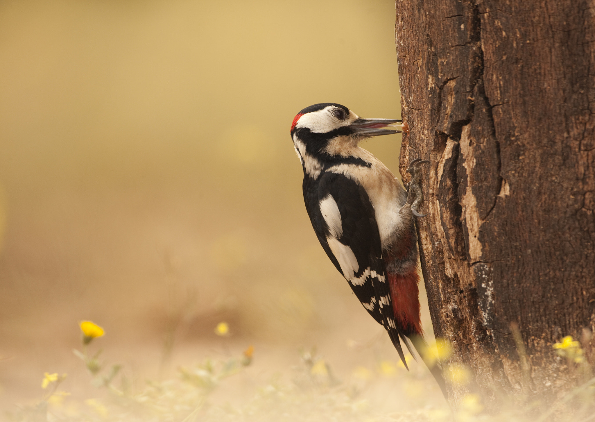 Canon EF 500mm F4L IS USM sample photo. Picapau photography