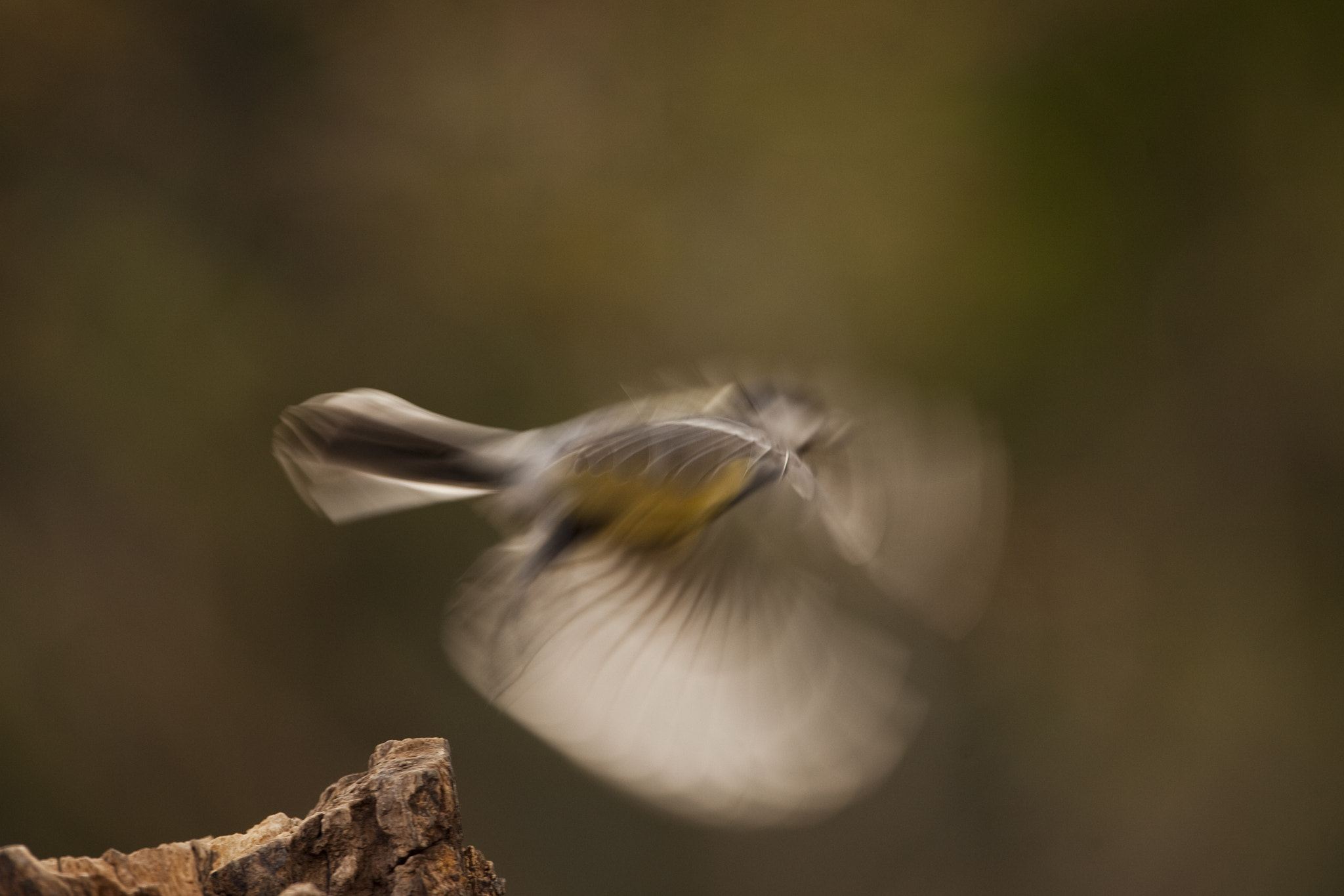 Canon EF 500mm F4L IS USM sample photo. Trepadeira photography