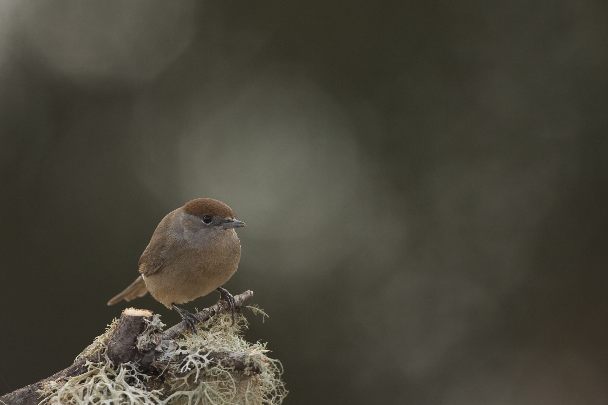 Canon EF 500mm F4L IS USM sample photo. Toutinegra photography