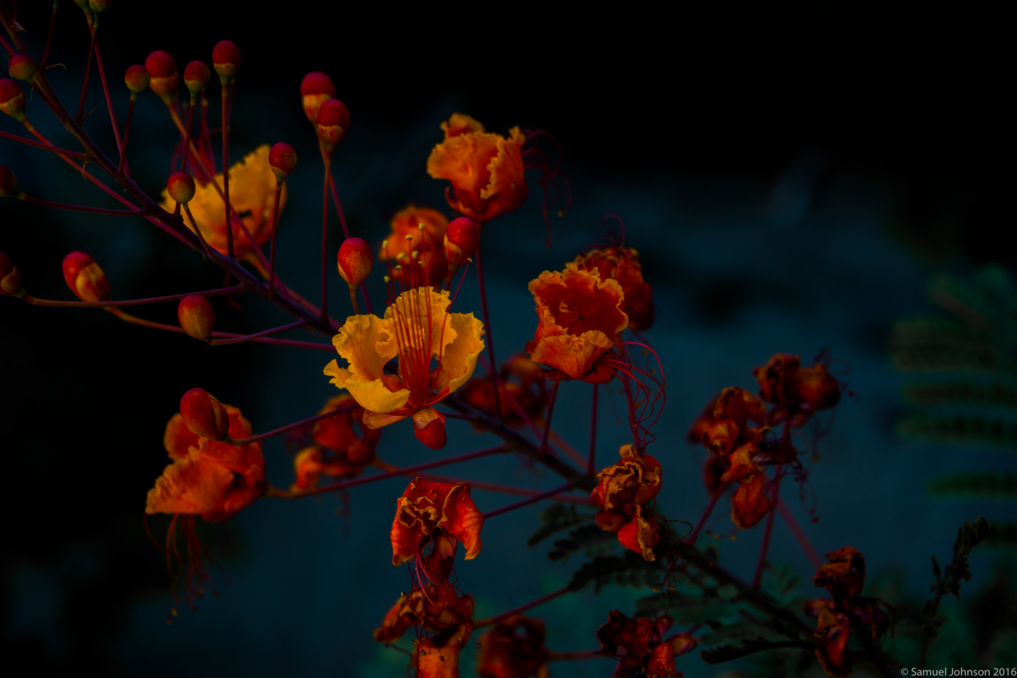 Nikon D500 sample photo. Mexican birds of paradise photography