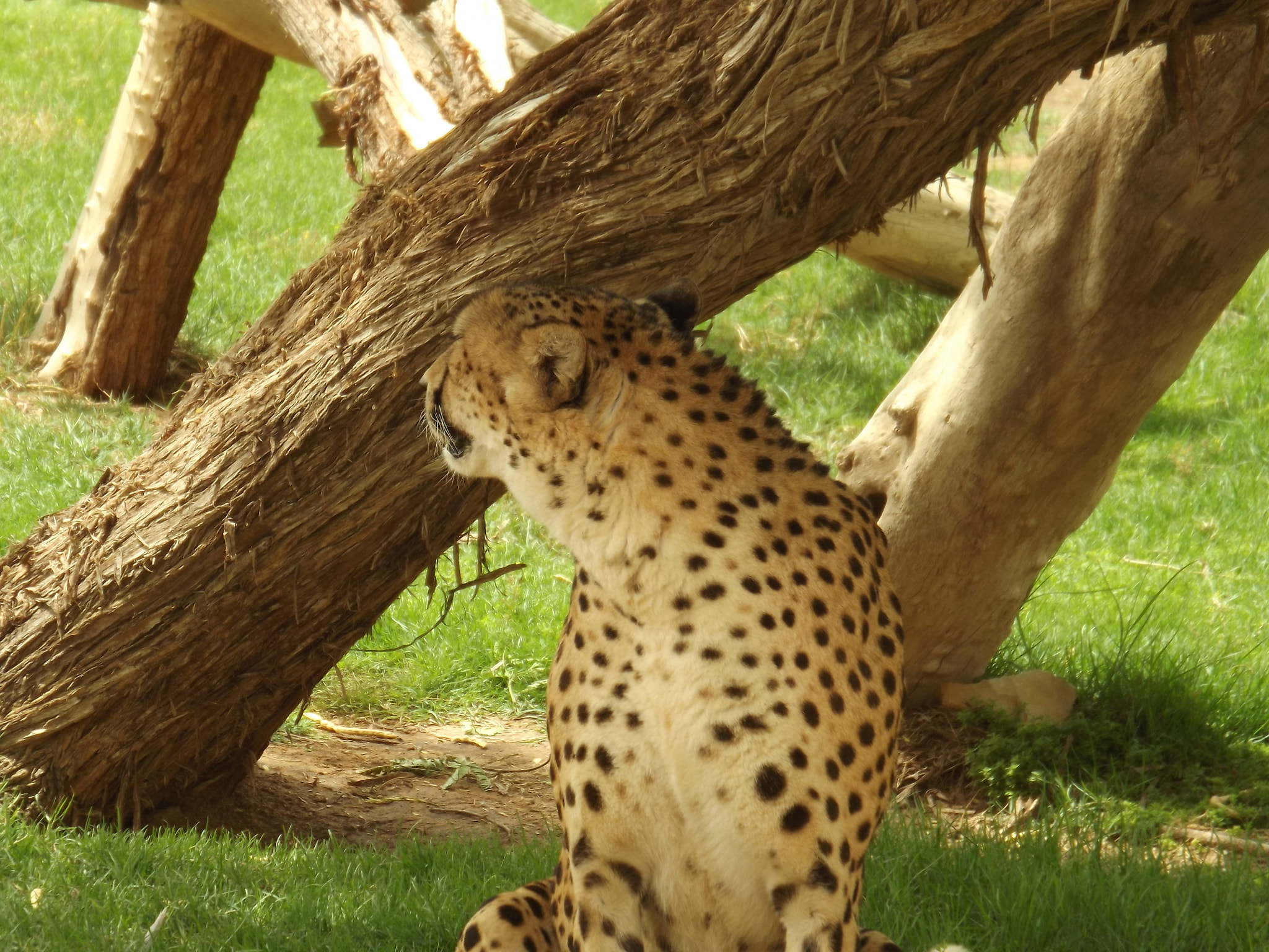 Fujifilm FinePix S3400 sample photo. Leopard photography