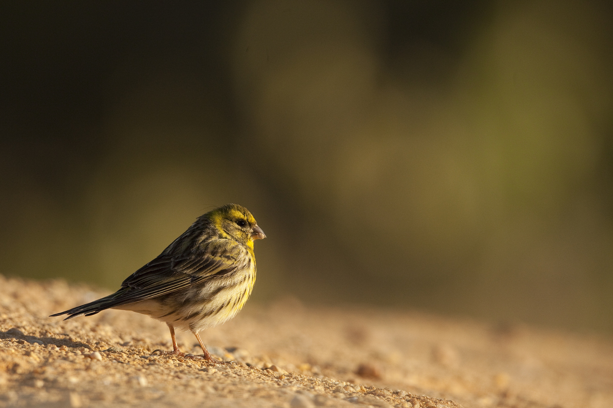 Canon EF 500mm F4L IS USM sample photo. Milheirinha photography