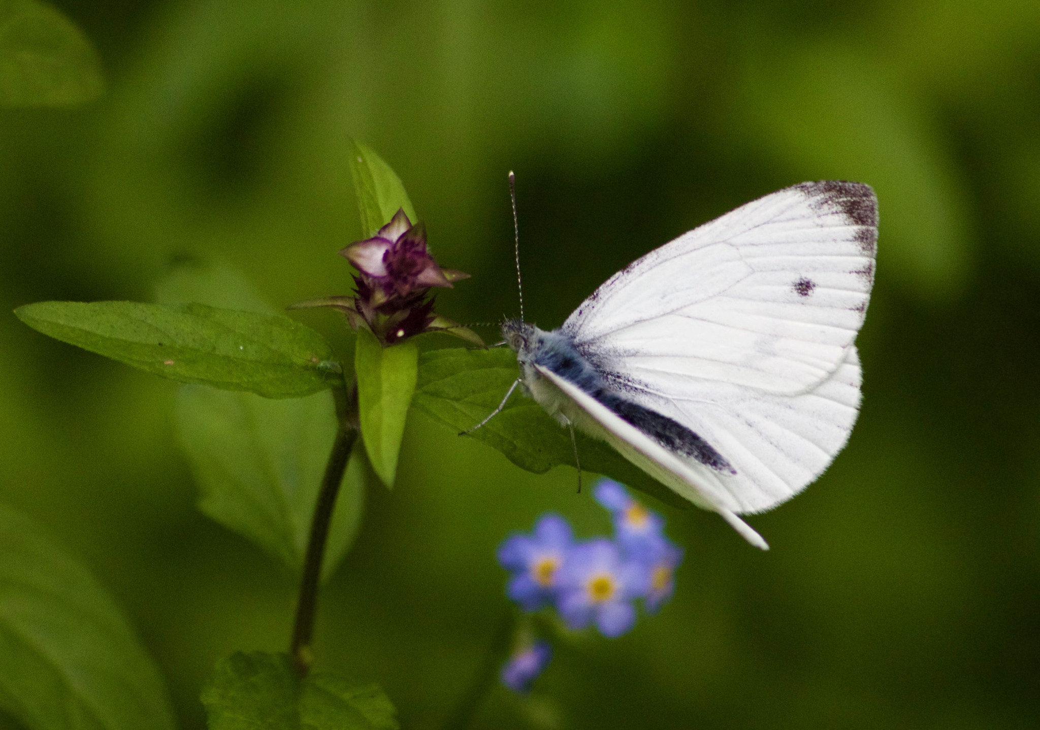 Canon EOS 650D (EOS Rebel T4i / EOS Kiss X6i) + Sigma 50-200mm F4-5.6 DC OS HSM sample photo. White butterfly photography