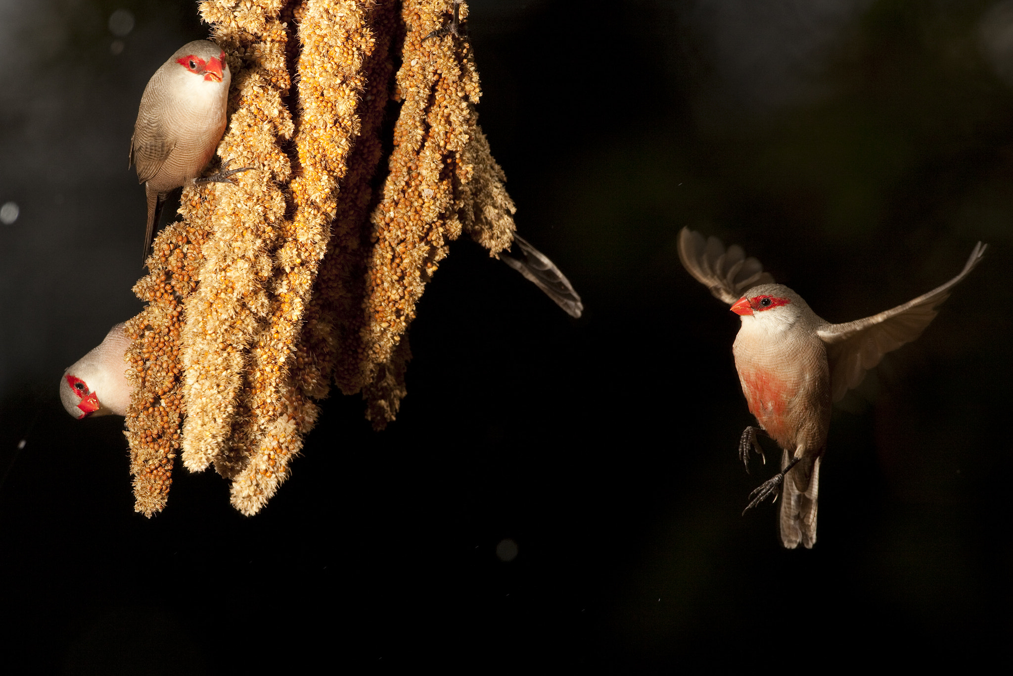 Canon EF 500mm F4L IS USM sample photo. Bico de lacre photography