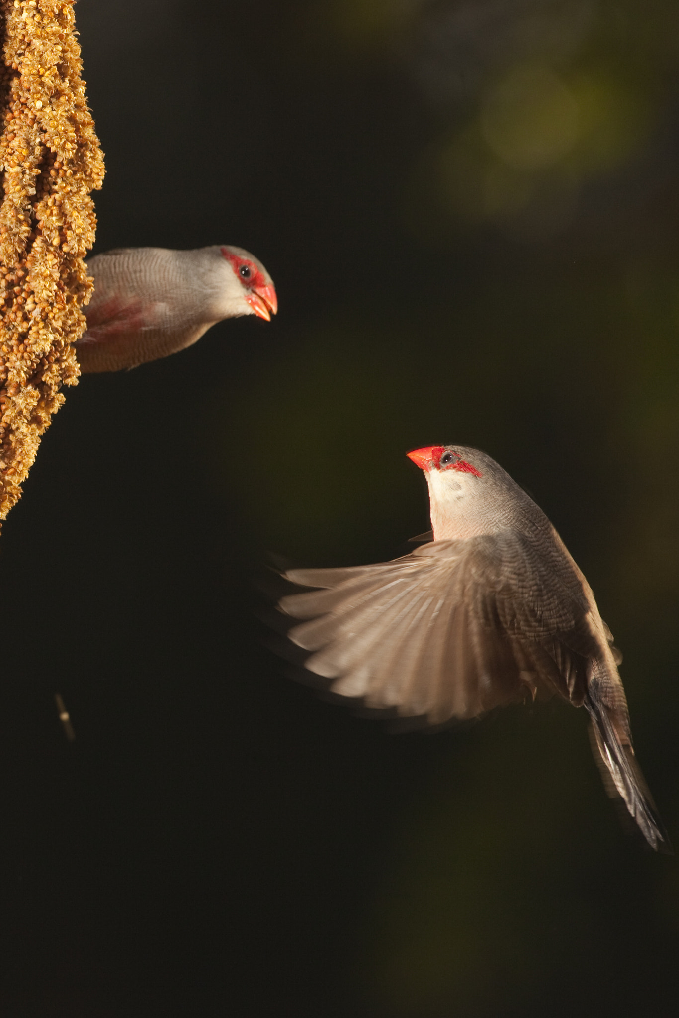 Canon EF 500mm F4L IS USM sample photo. Bico de lacre photography