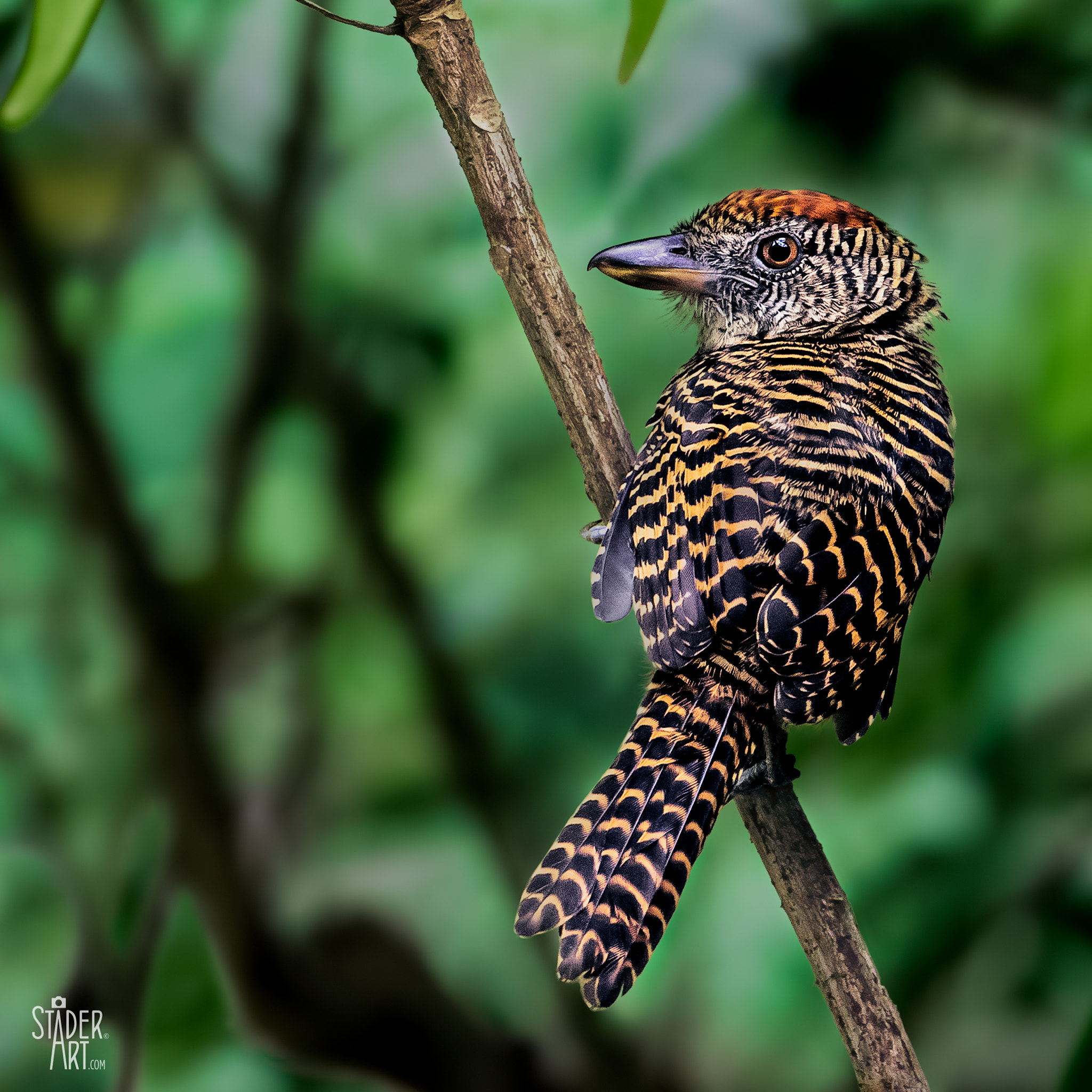 Canon EF 200-400mm F4L IS USM Extender 1.4x sample photo. Fasciated antshrike photography